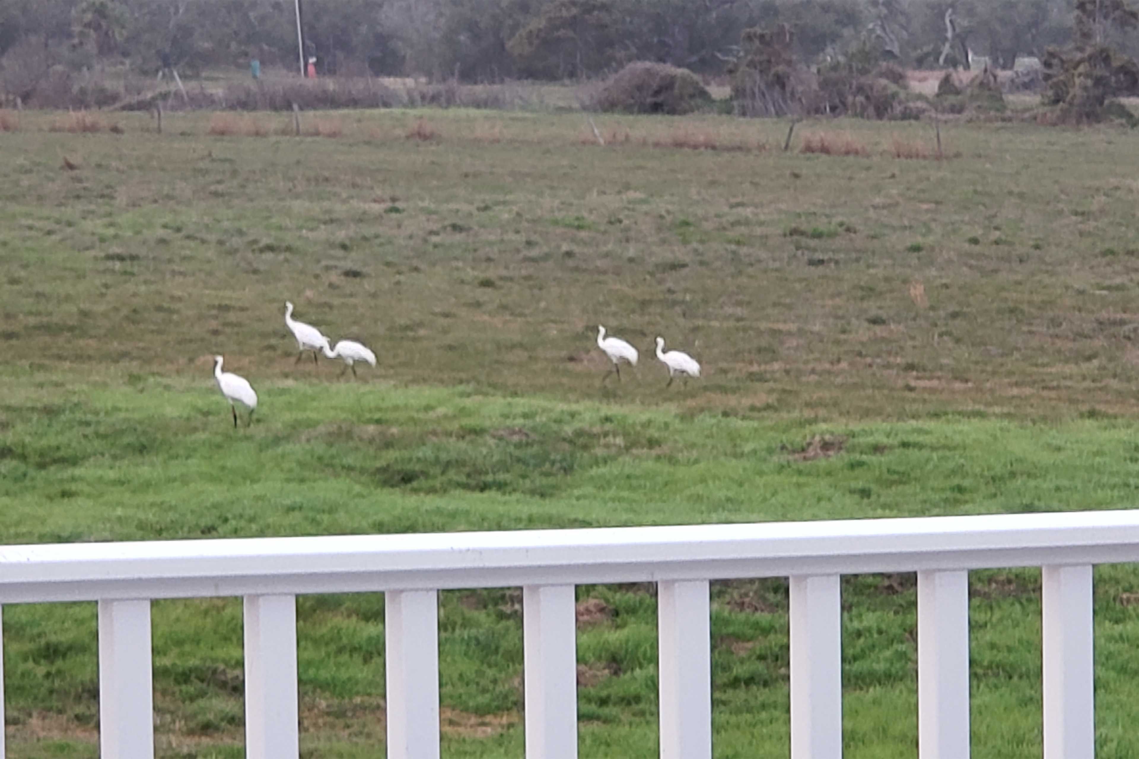 Birding is one of the Lamar Peninsula's biggest draws.