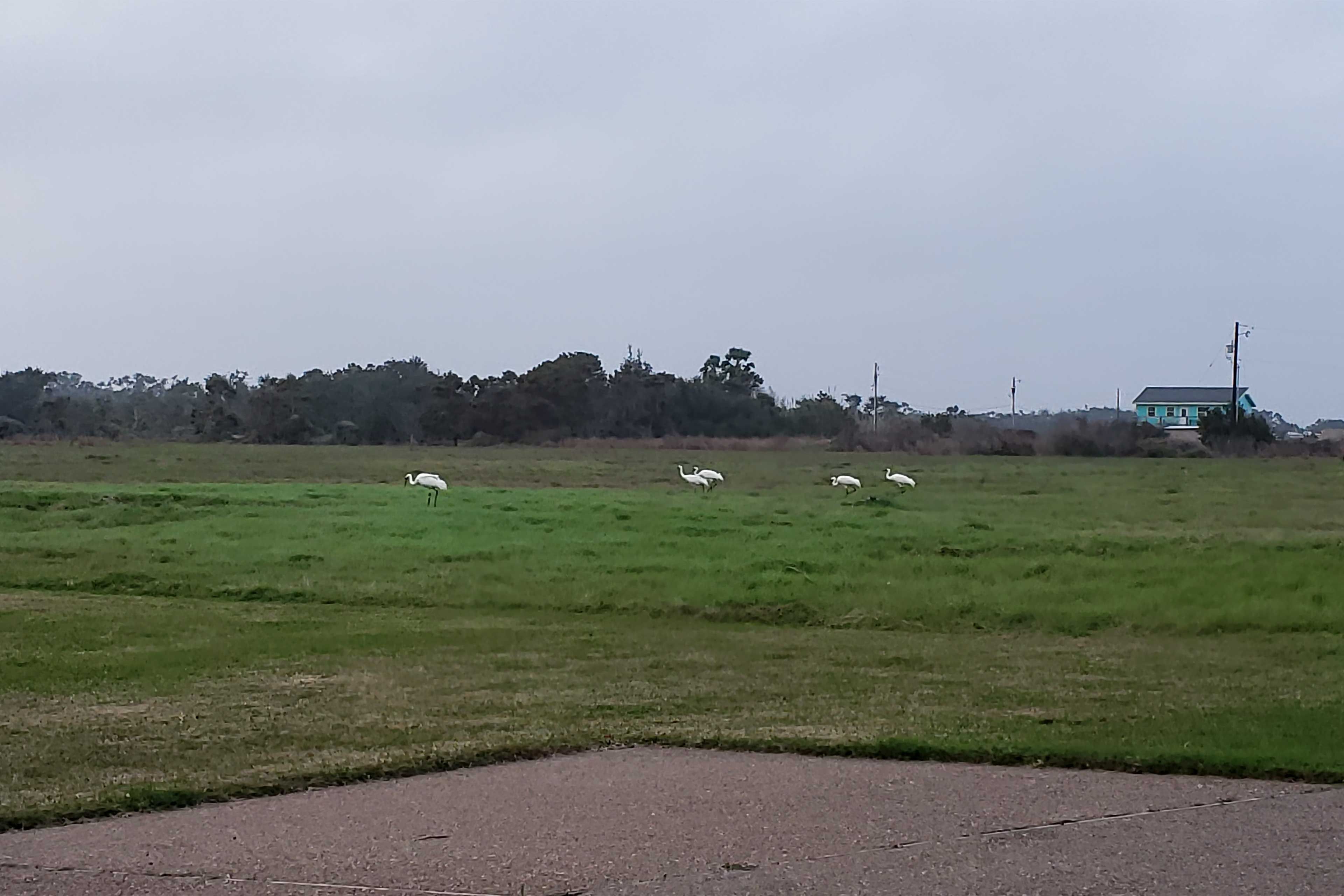 There are several bird species all over the area.