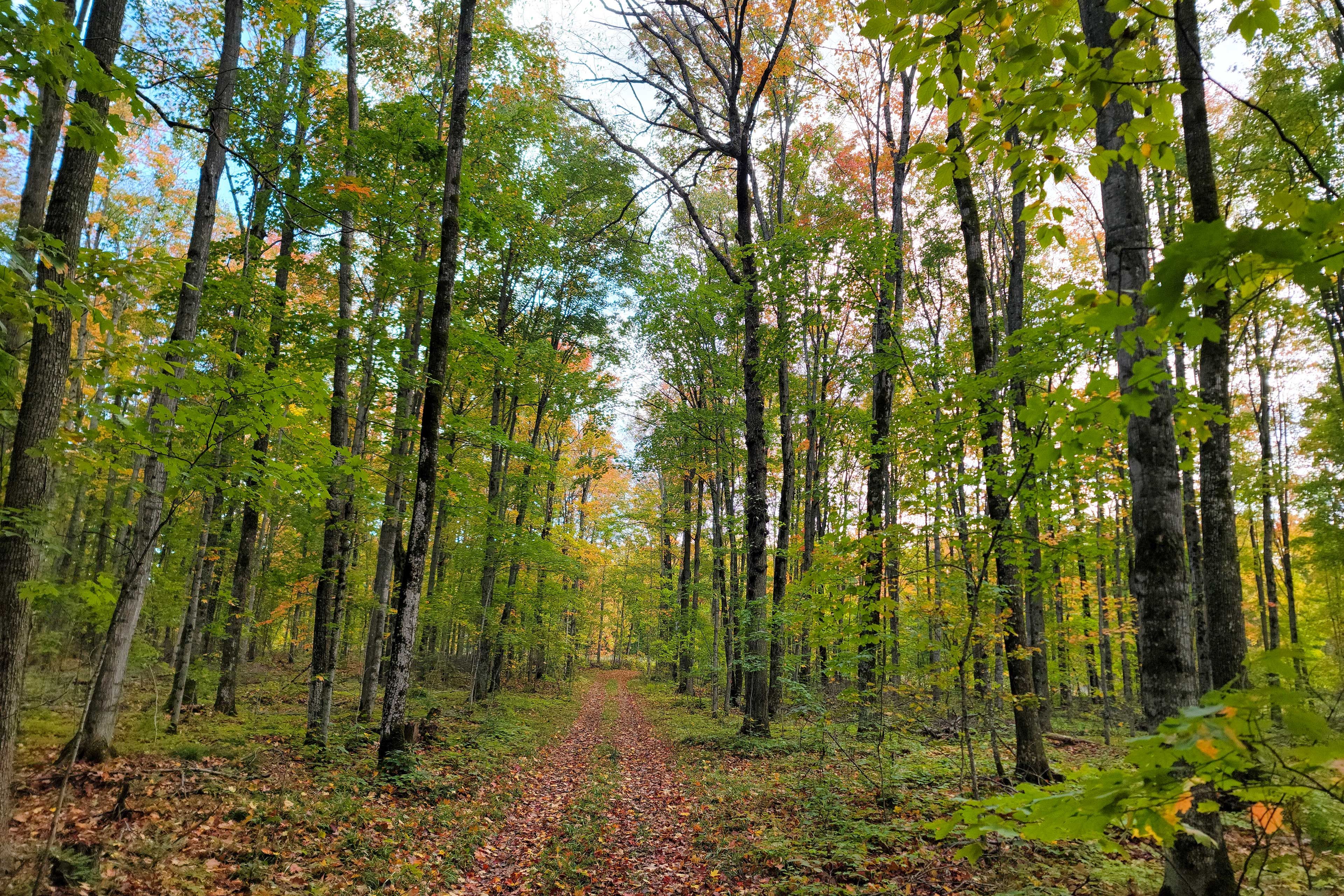 Boardwalk to Manistee Lake