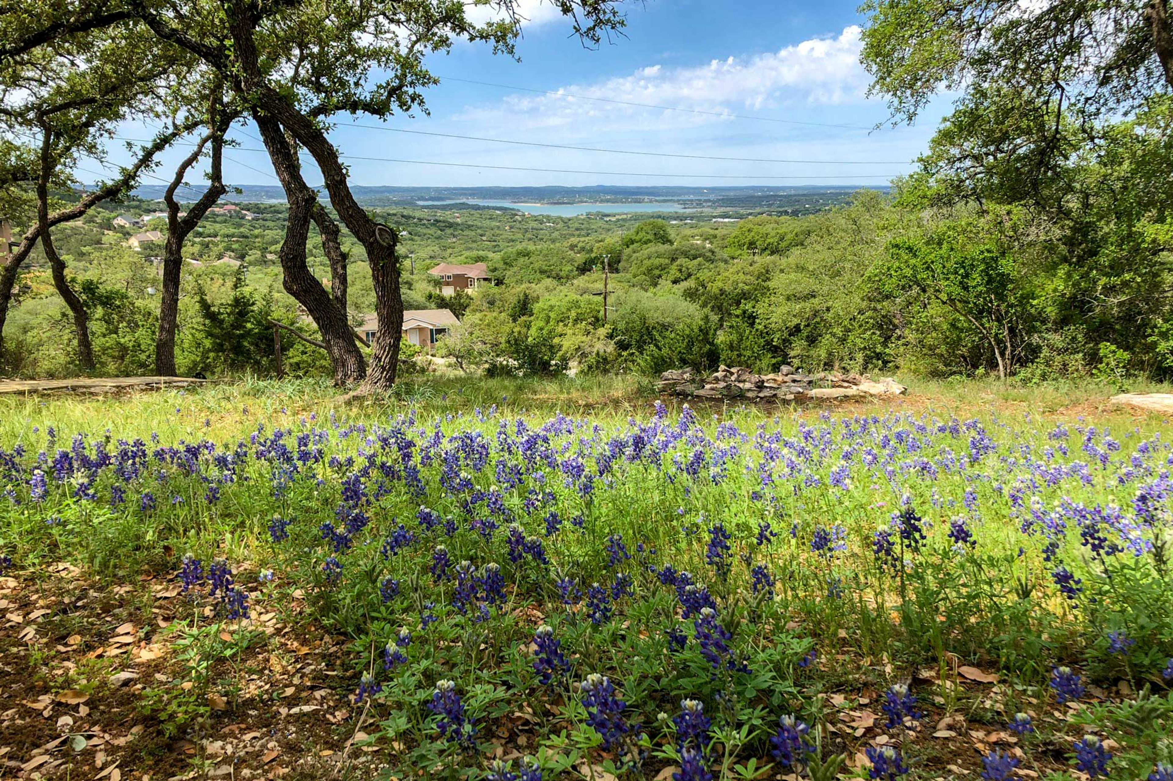 Blue Bonnets | Bloom from April through early May