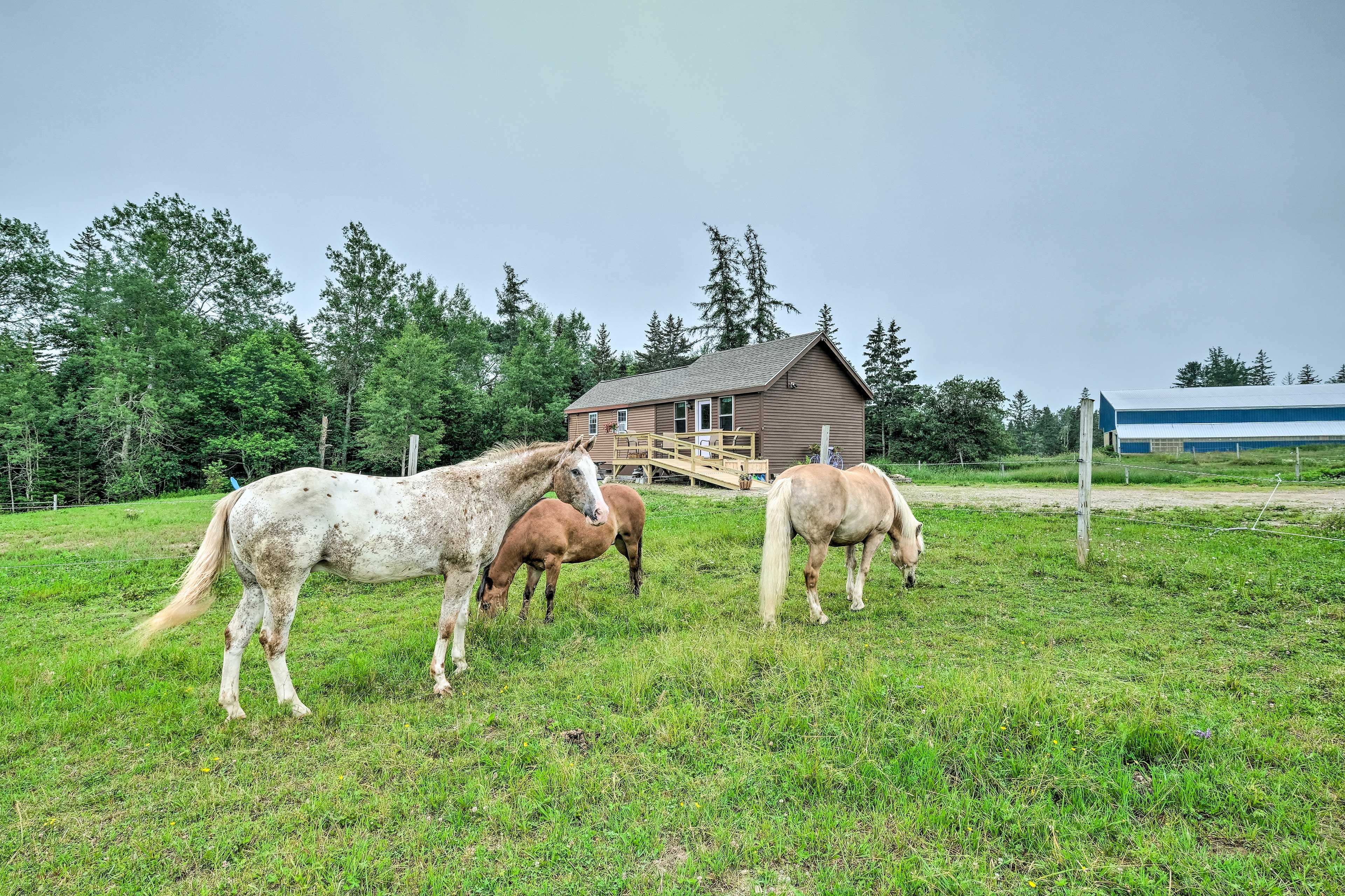 Horse-Friendly