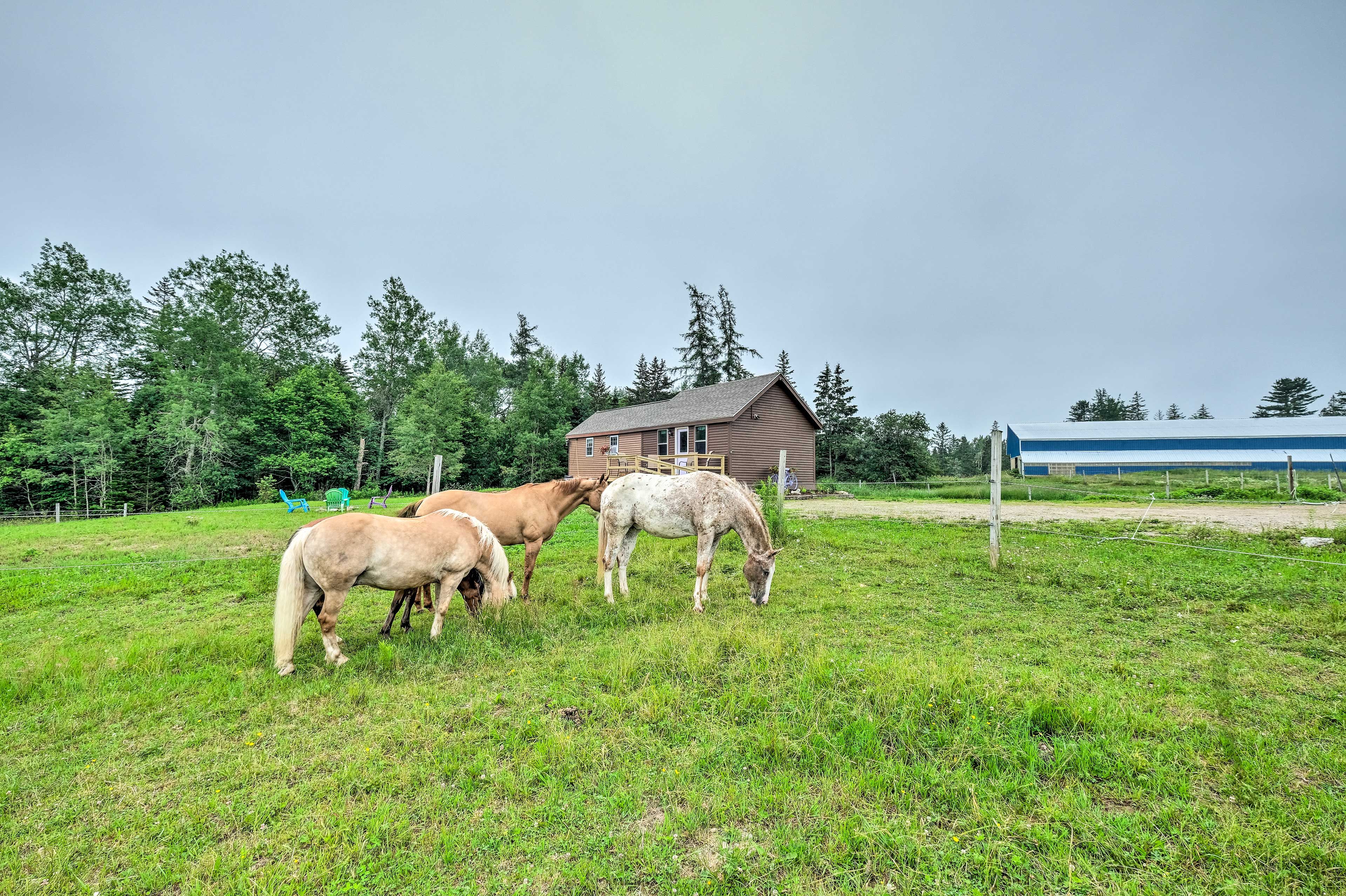 Horse-Friendly