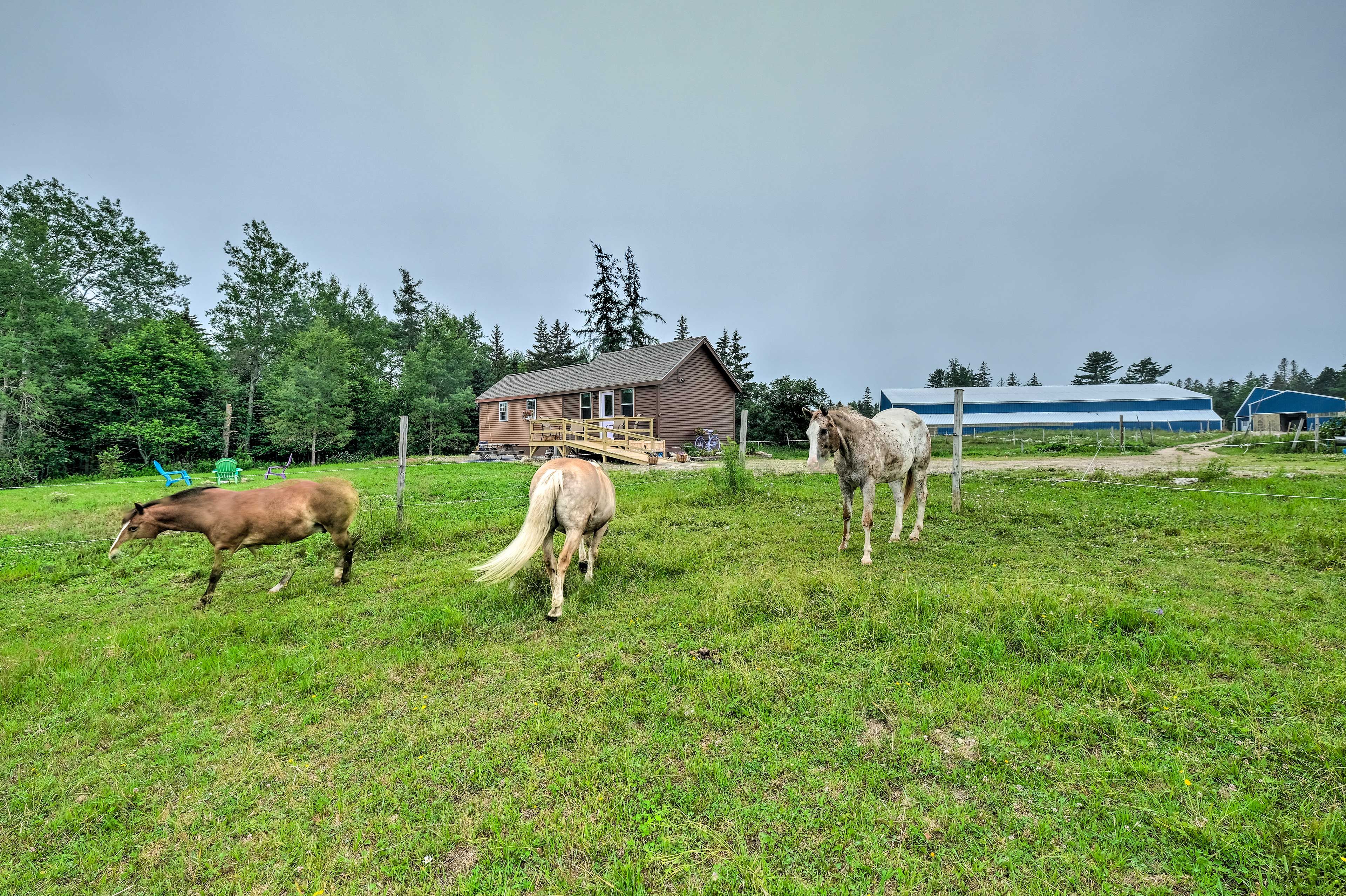 Horse-Friendly