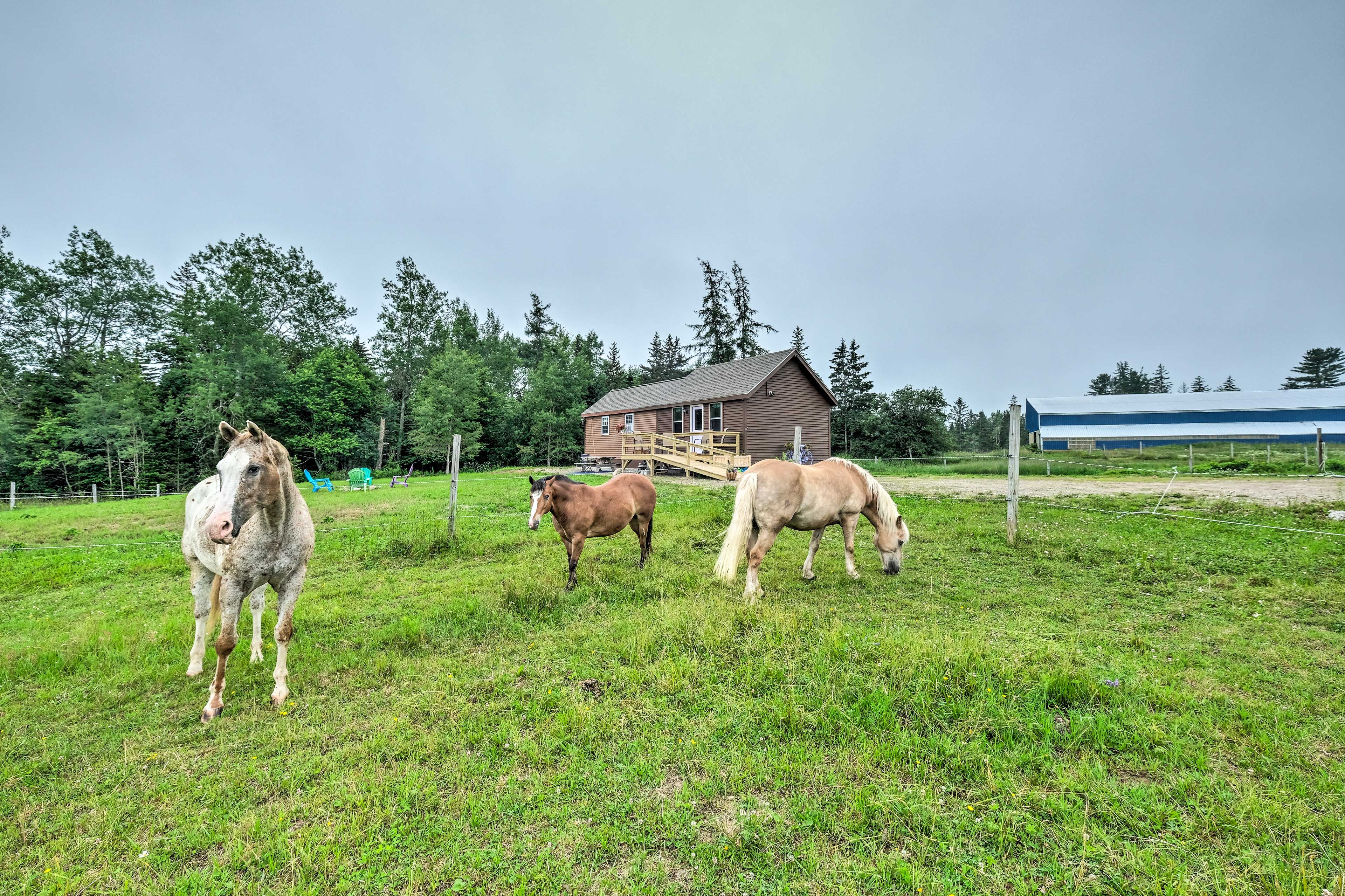 Horse-Friendly