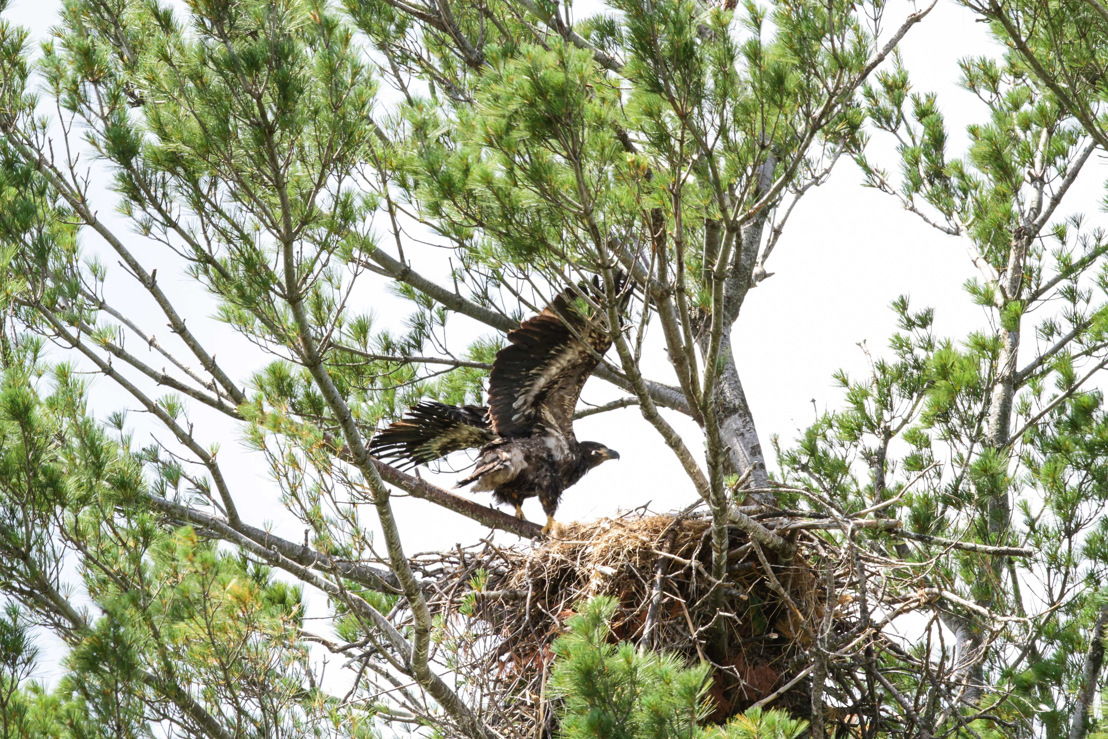 Wildlife Sightings