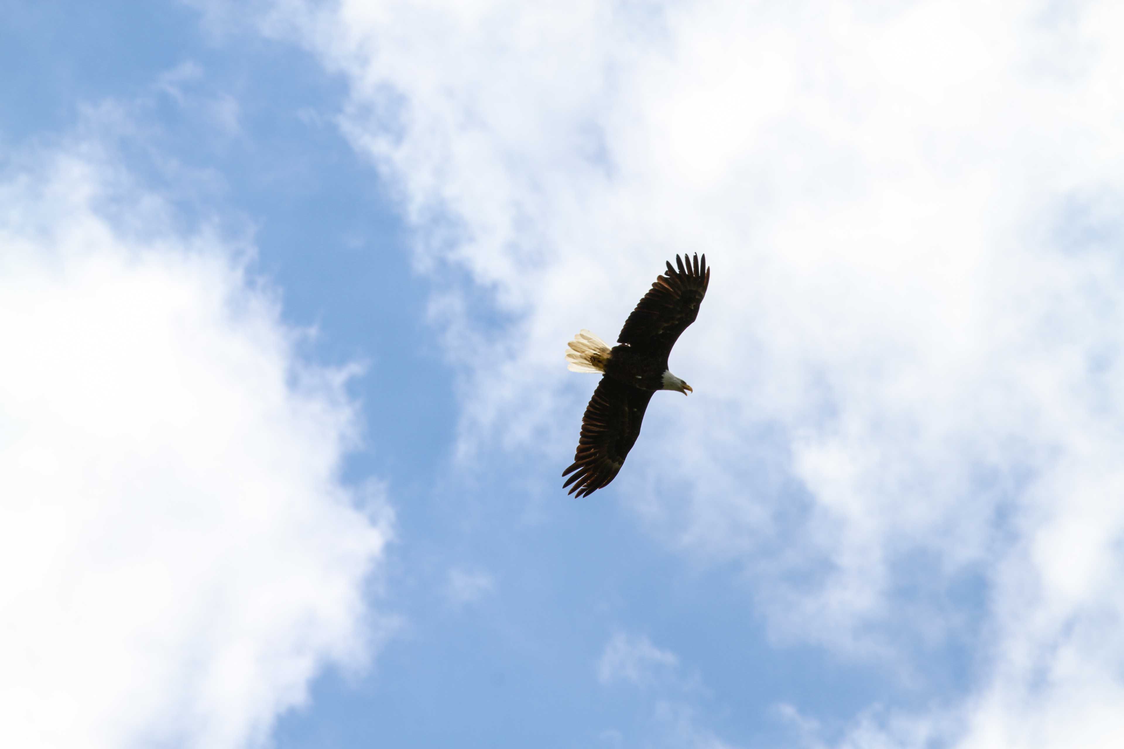 Wildlife Sightings