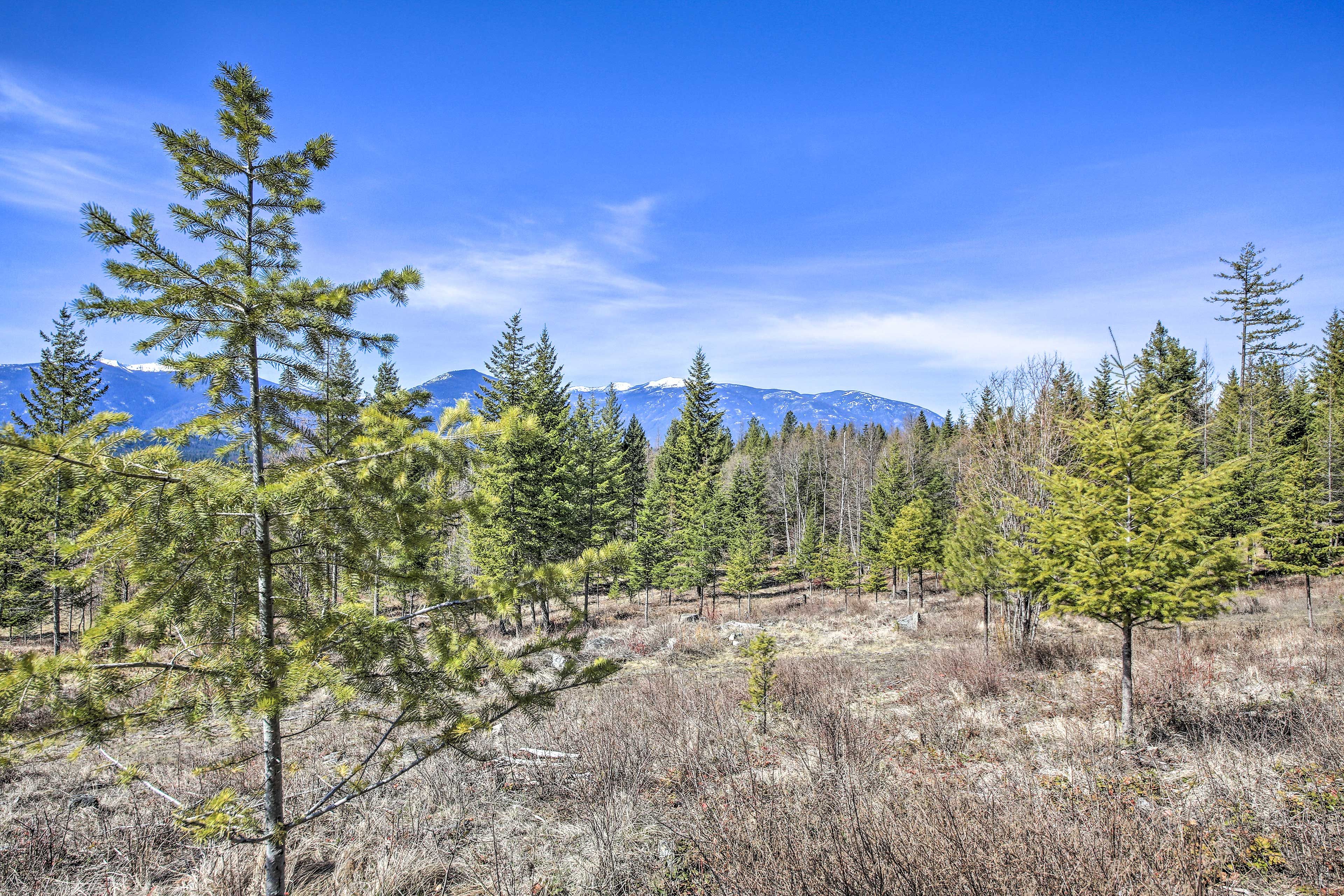 Kootenai Forest