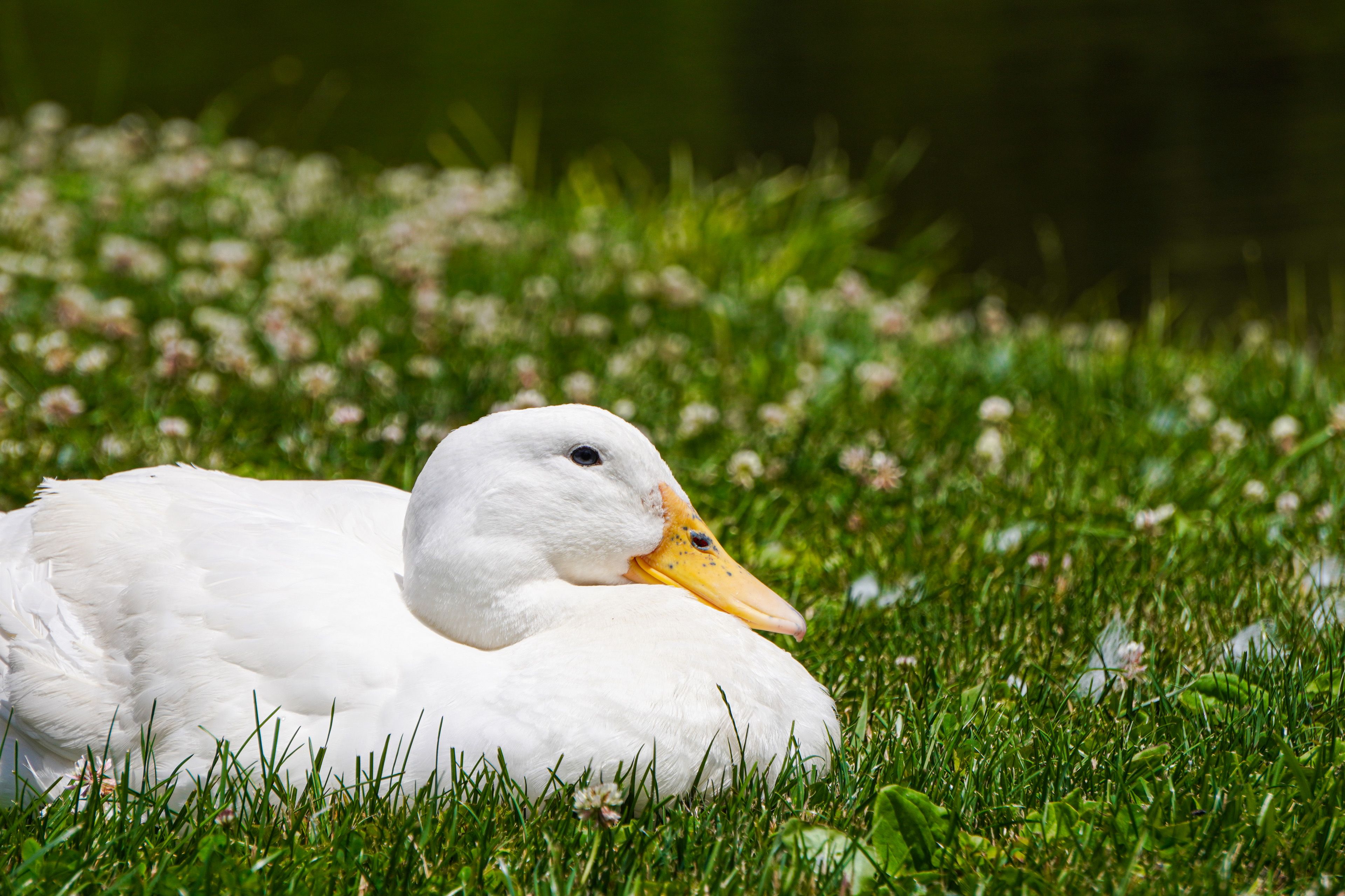 Wildlife On-Site