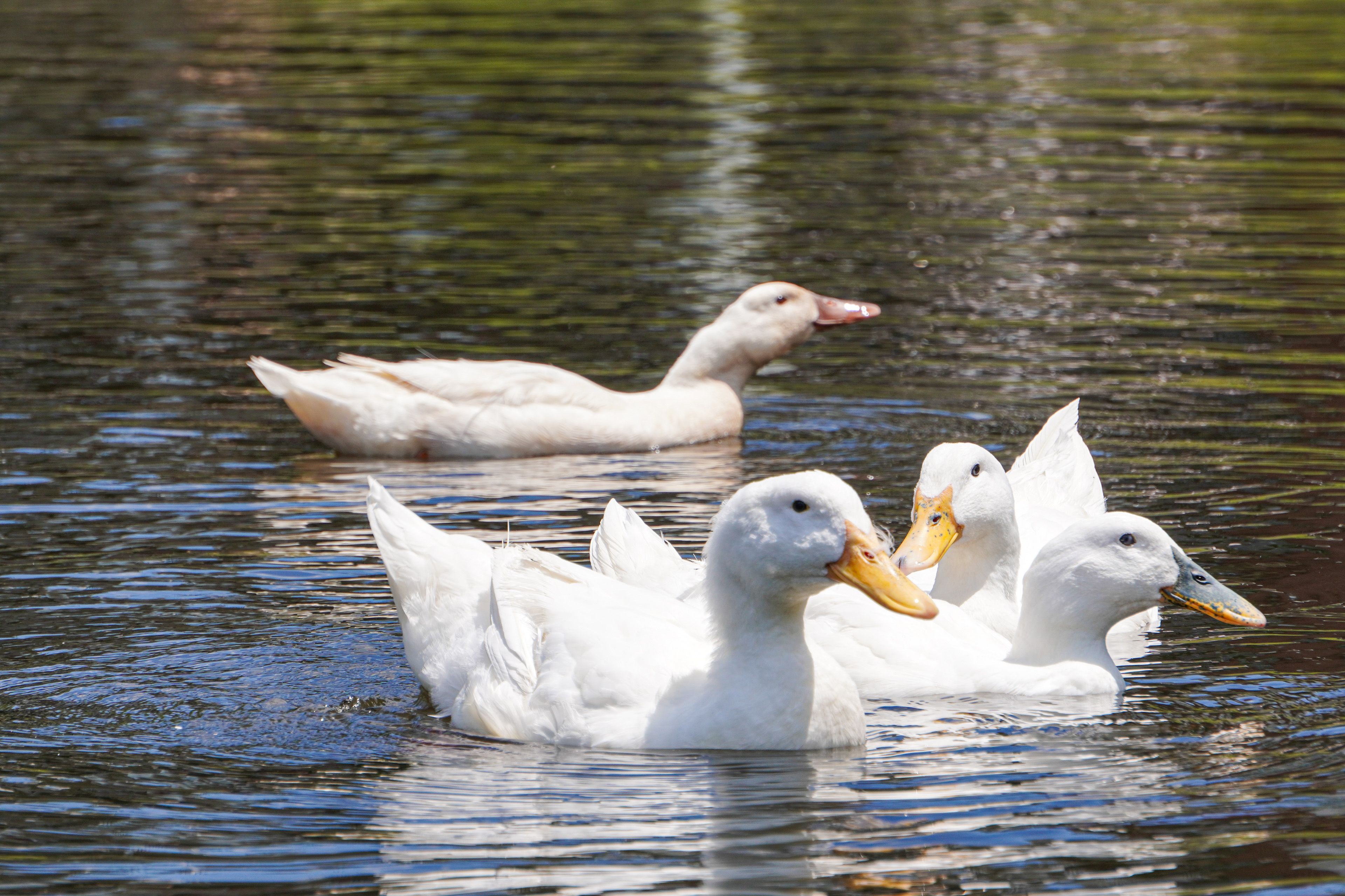 Image 27