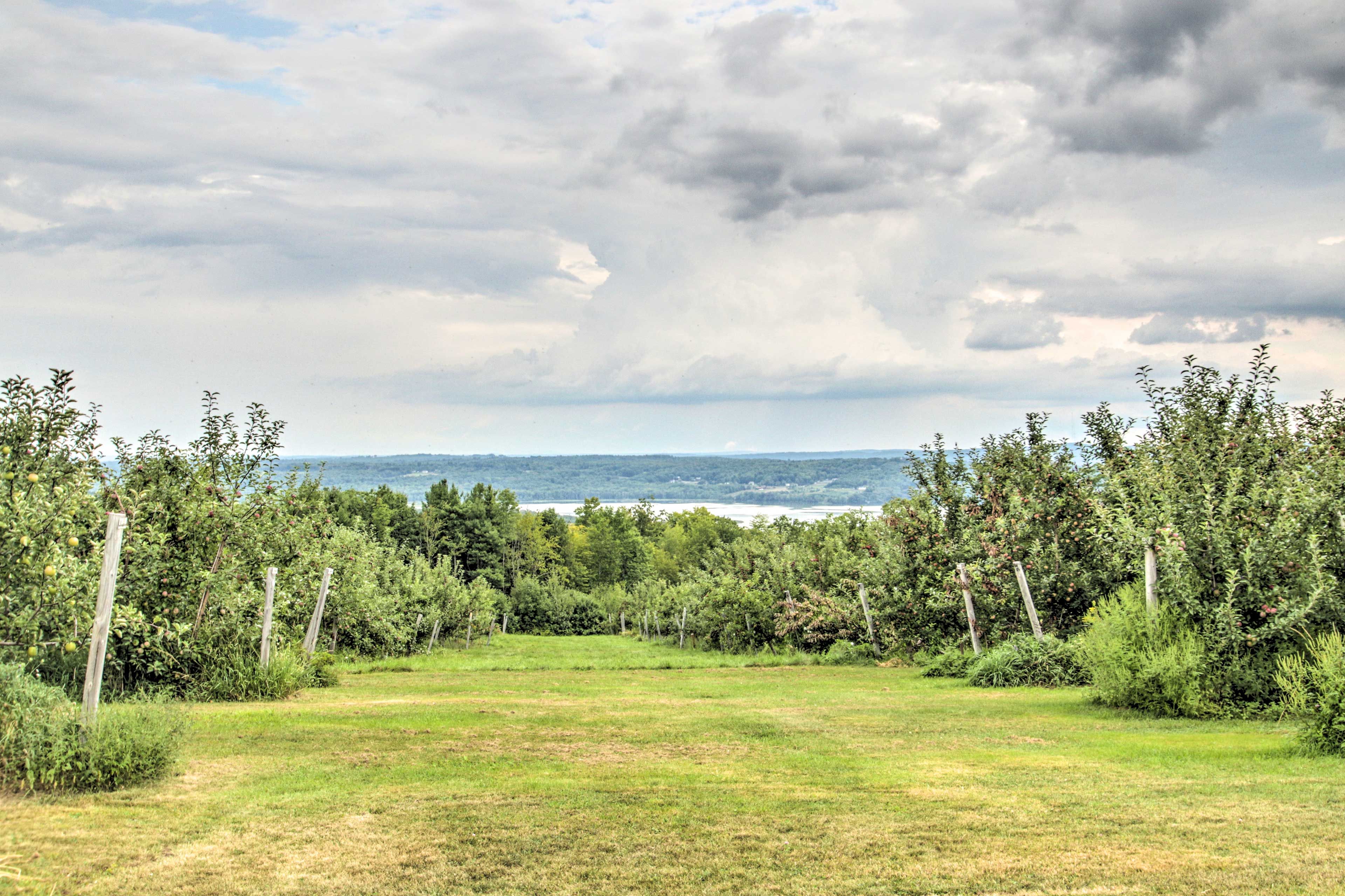 Roam the vineyards at your leisure.