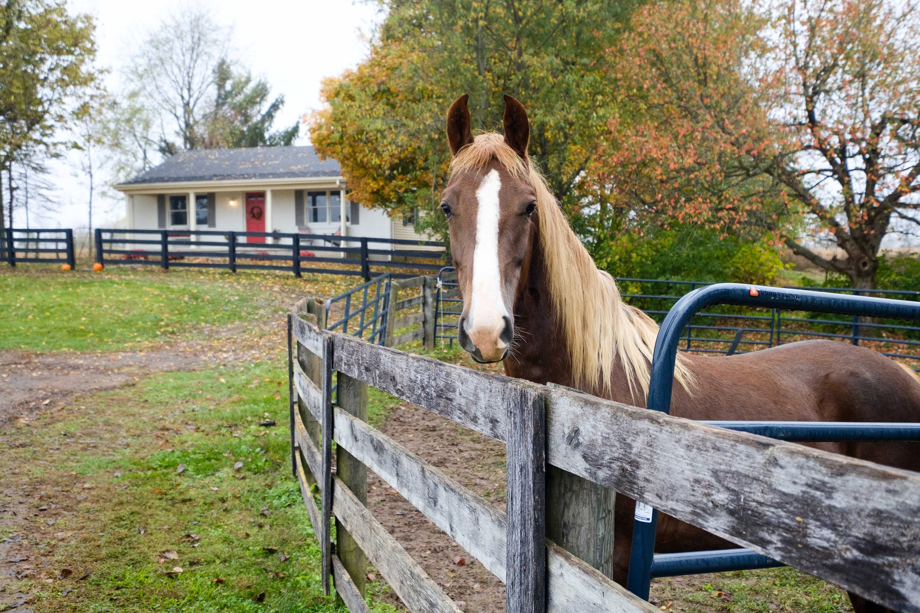 Resident Horse