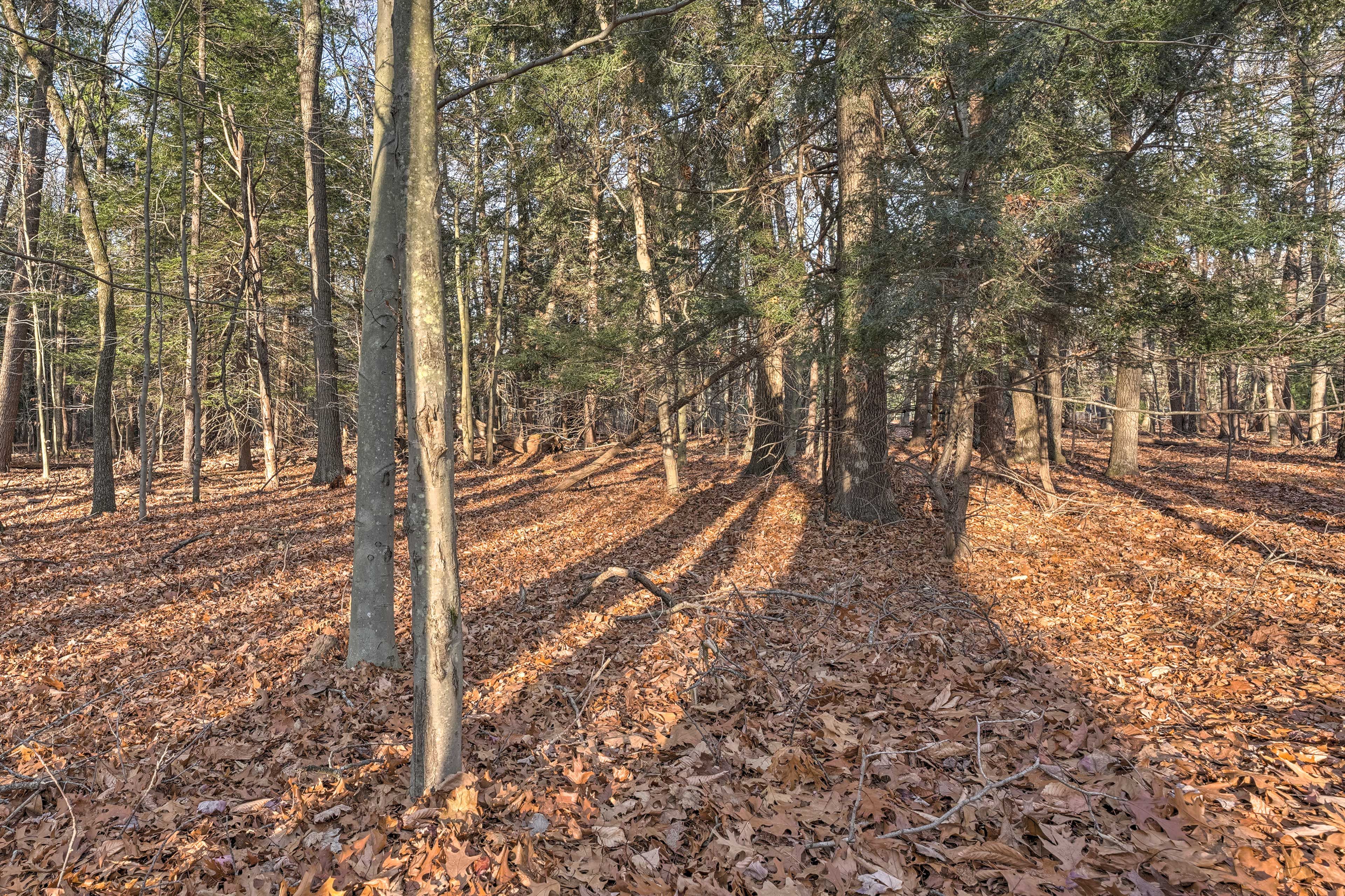 Wooded Surroundings