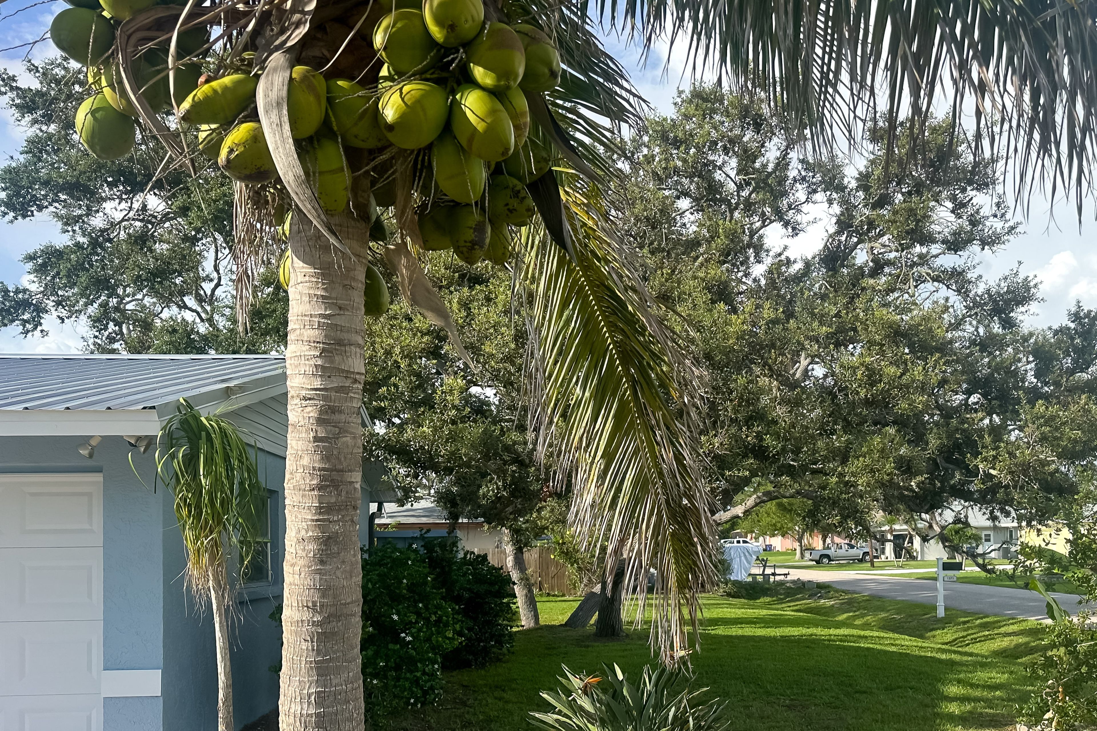 Coconut Trees