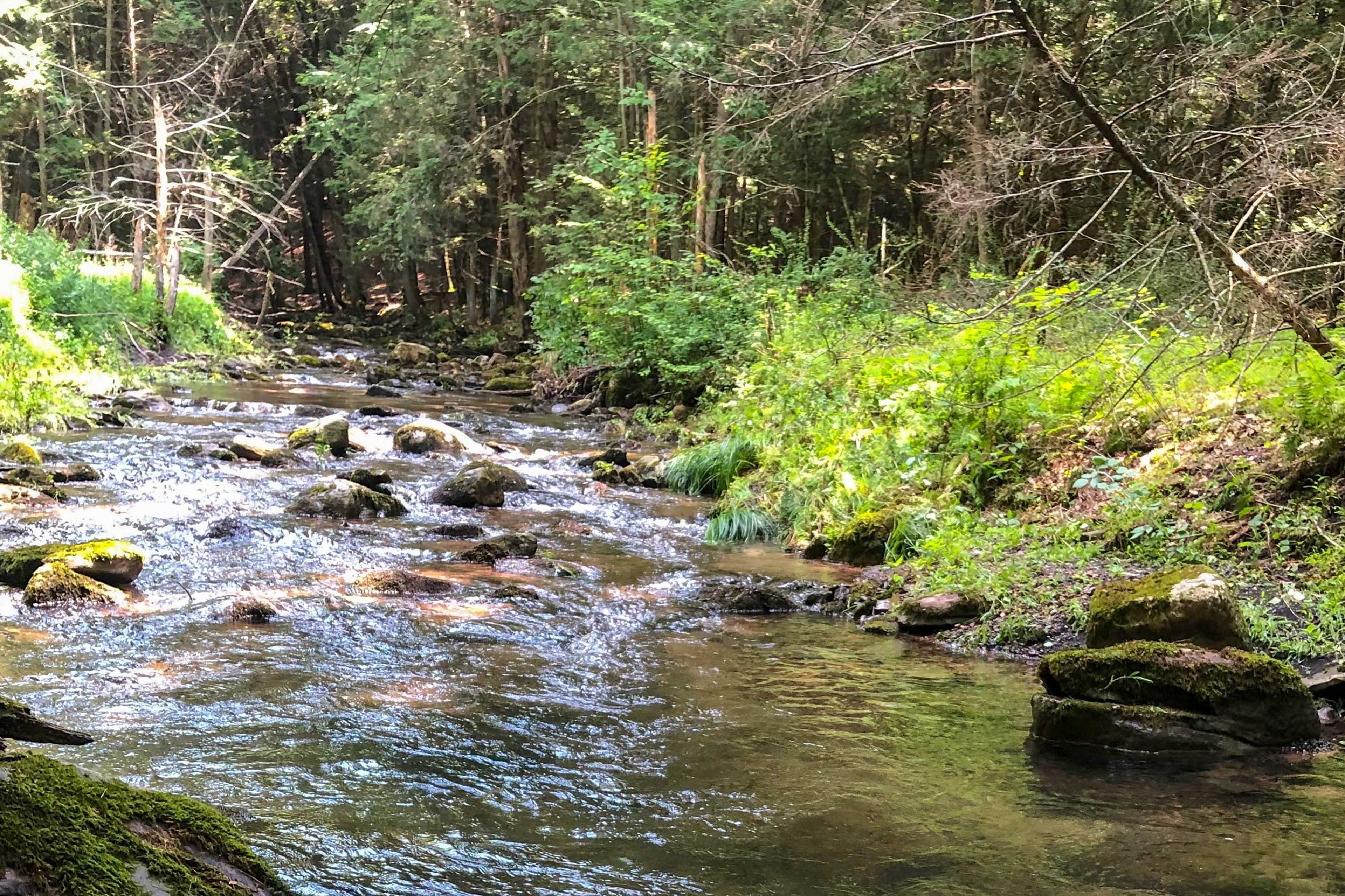 Surrounding Nature