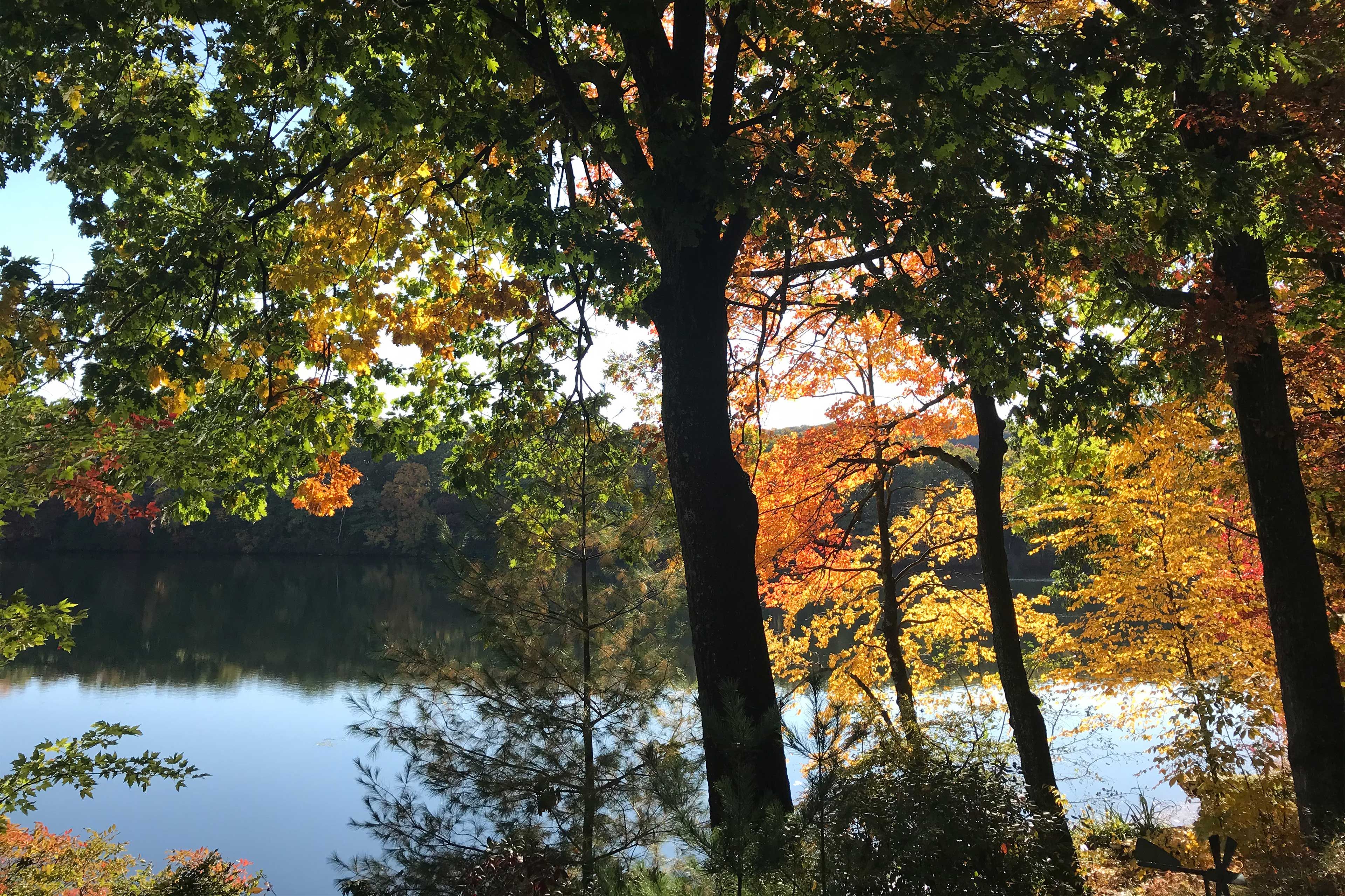 Lake Views