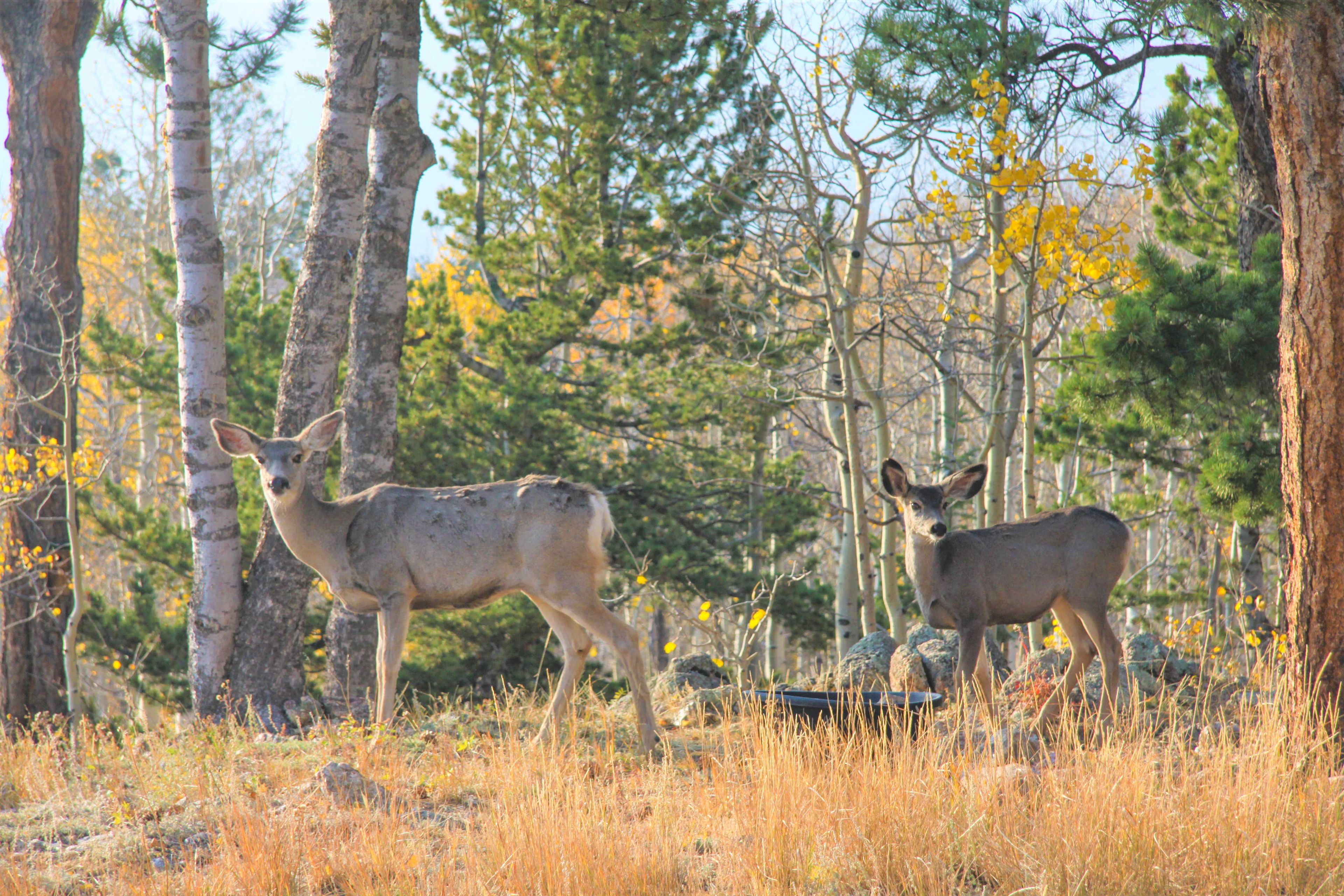 Wildlife Sighting