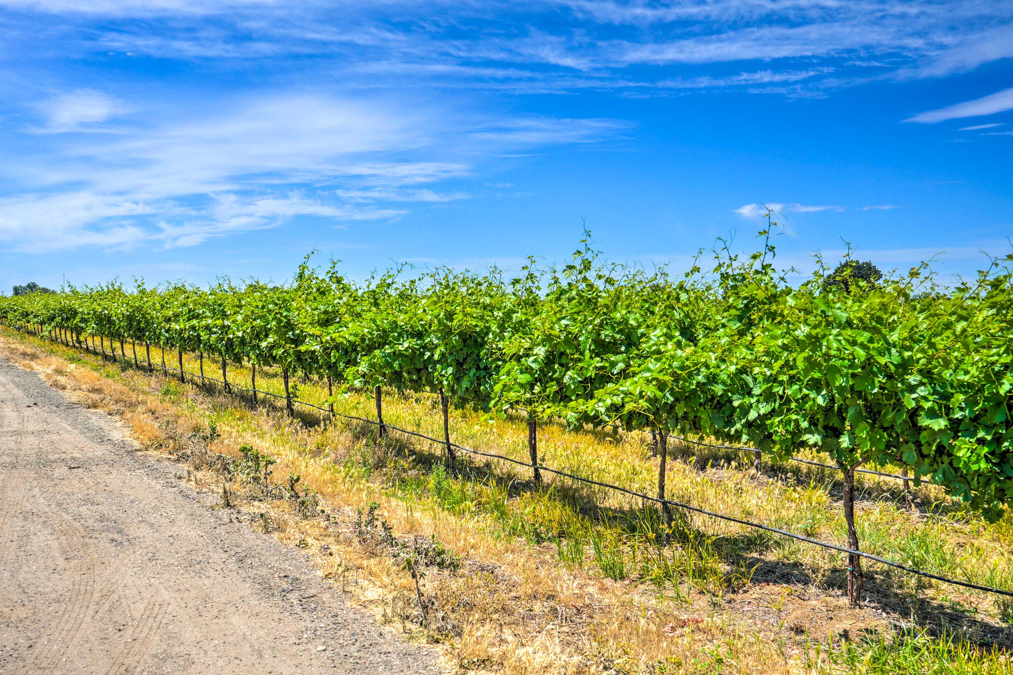 Surrounding Area | Walk to Wineries