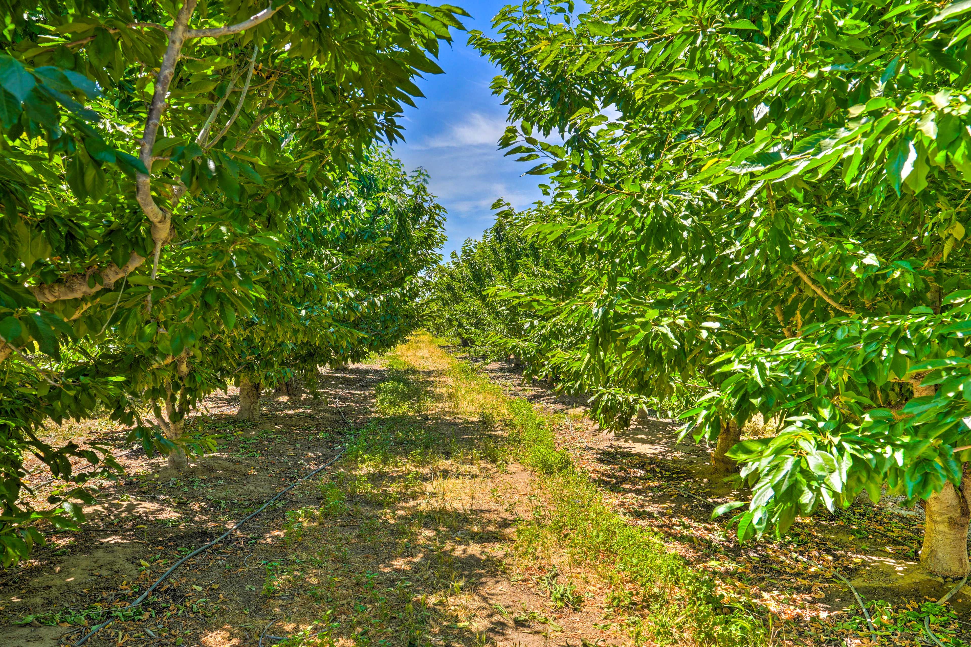 Surrounding Area | Cherry Orchards