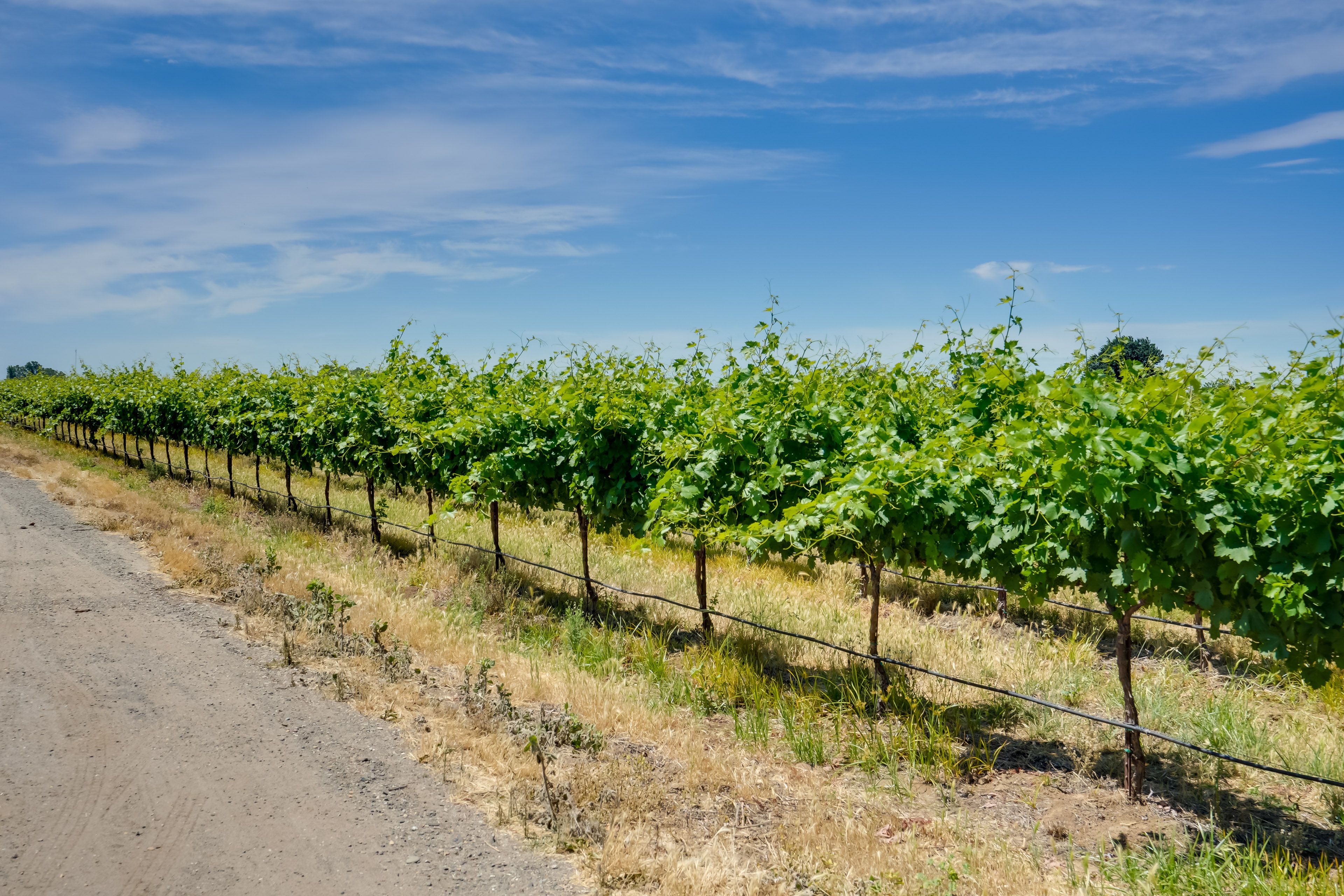 Surrounding Area | Walk to Wineries
