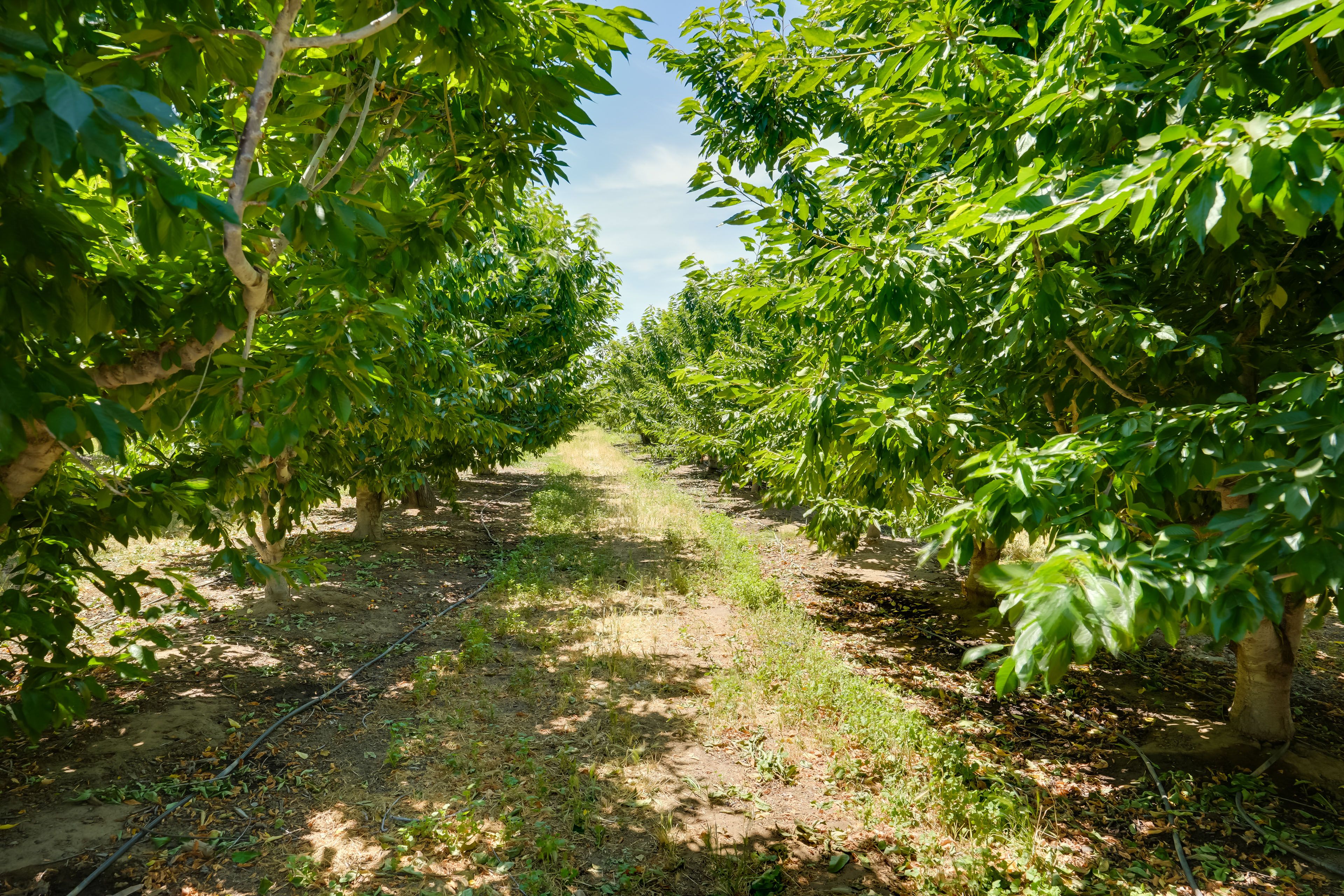 Surrounding Area | Cherry Orchards