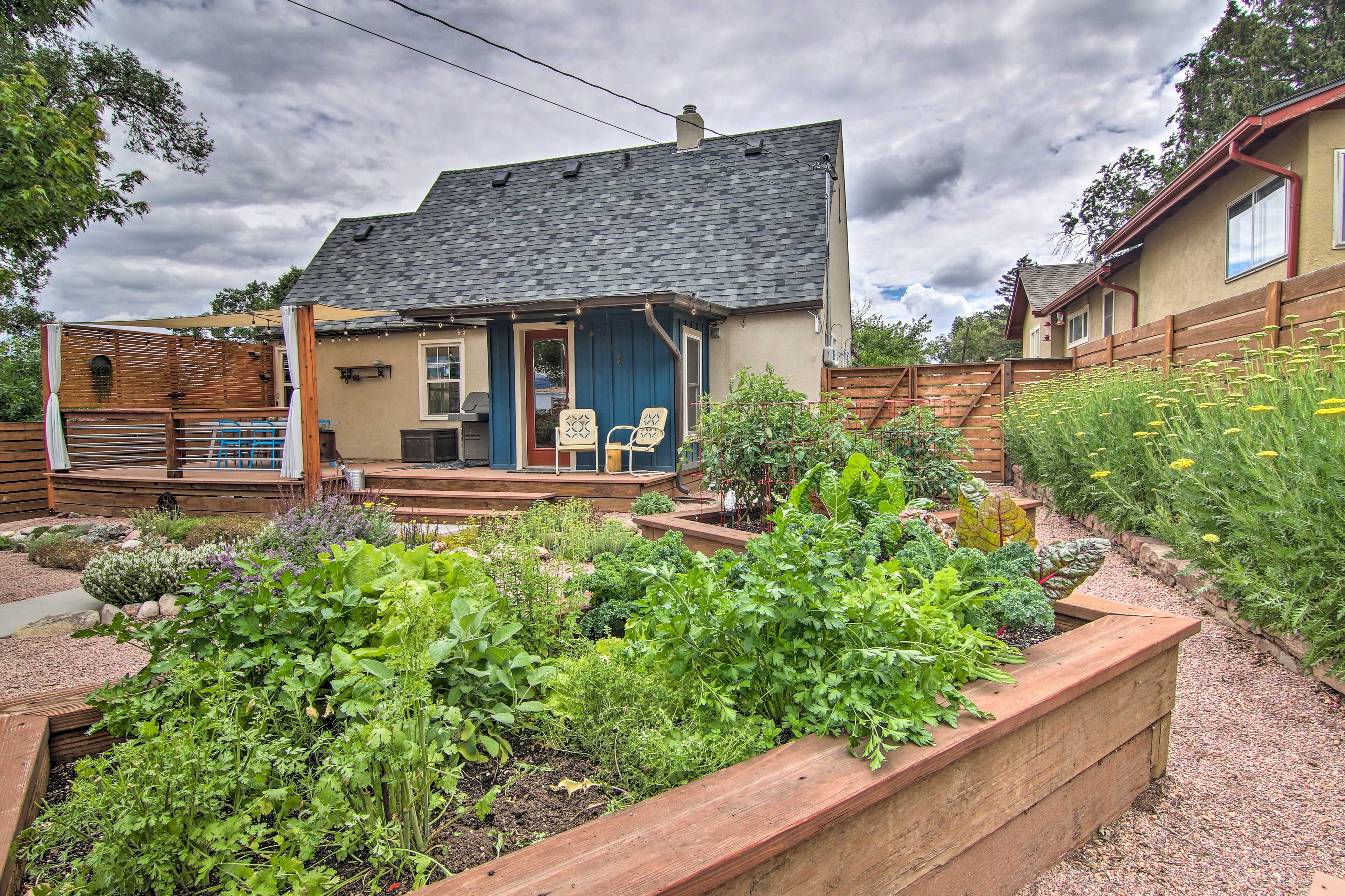 Backyard