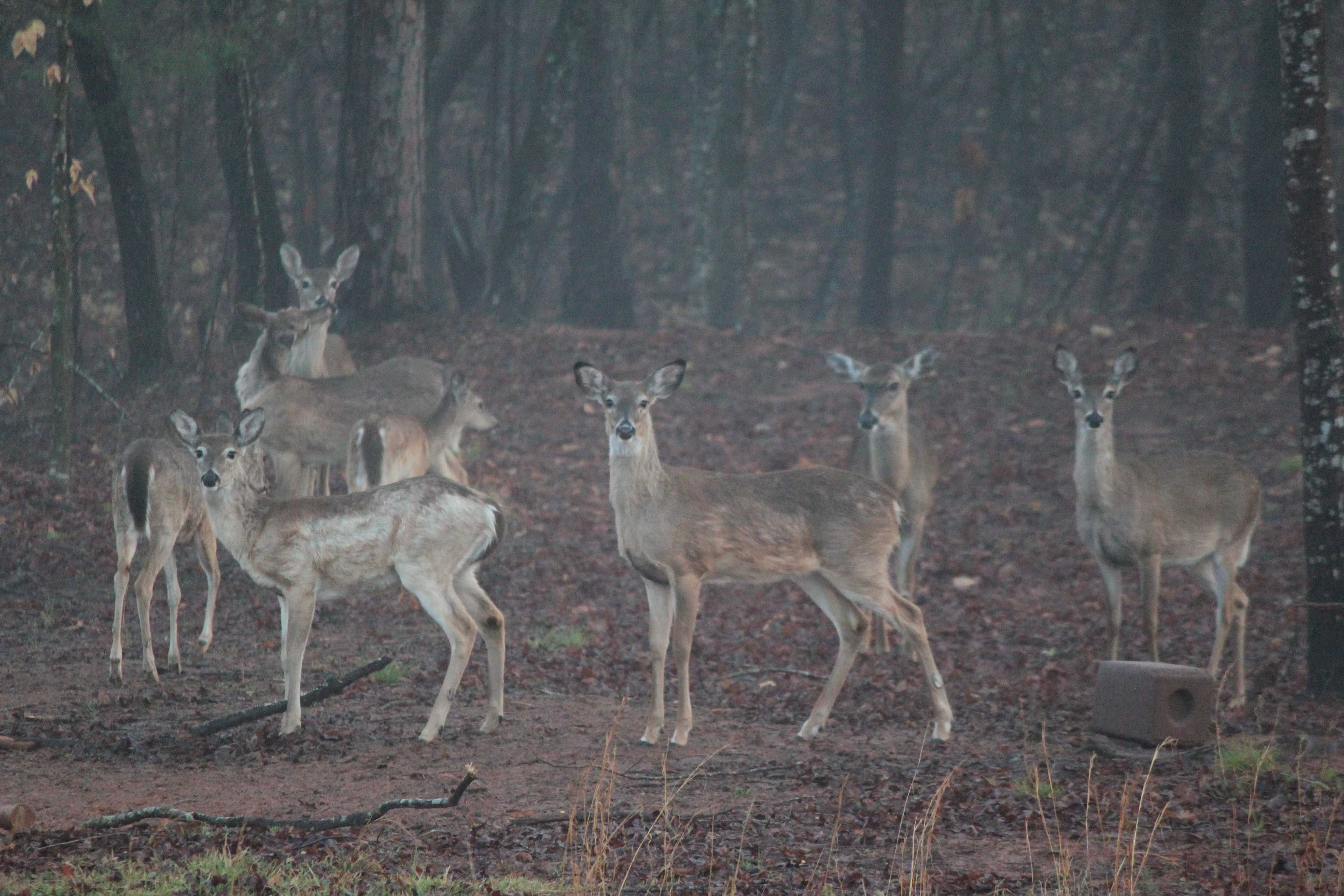Local Wildlife