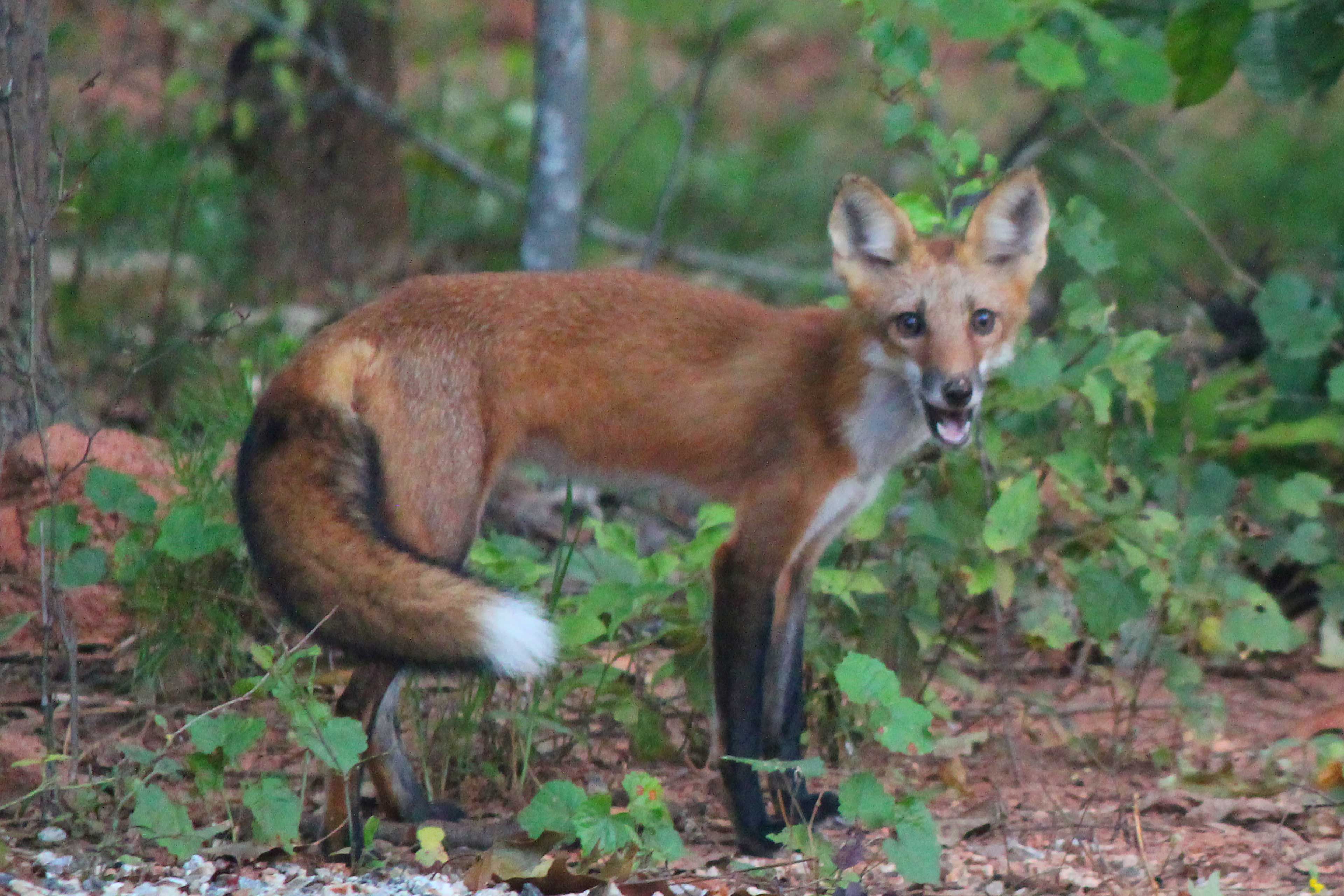 Local Wildlife