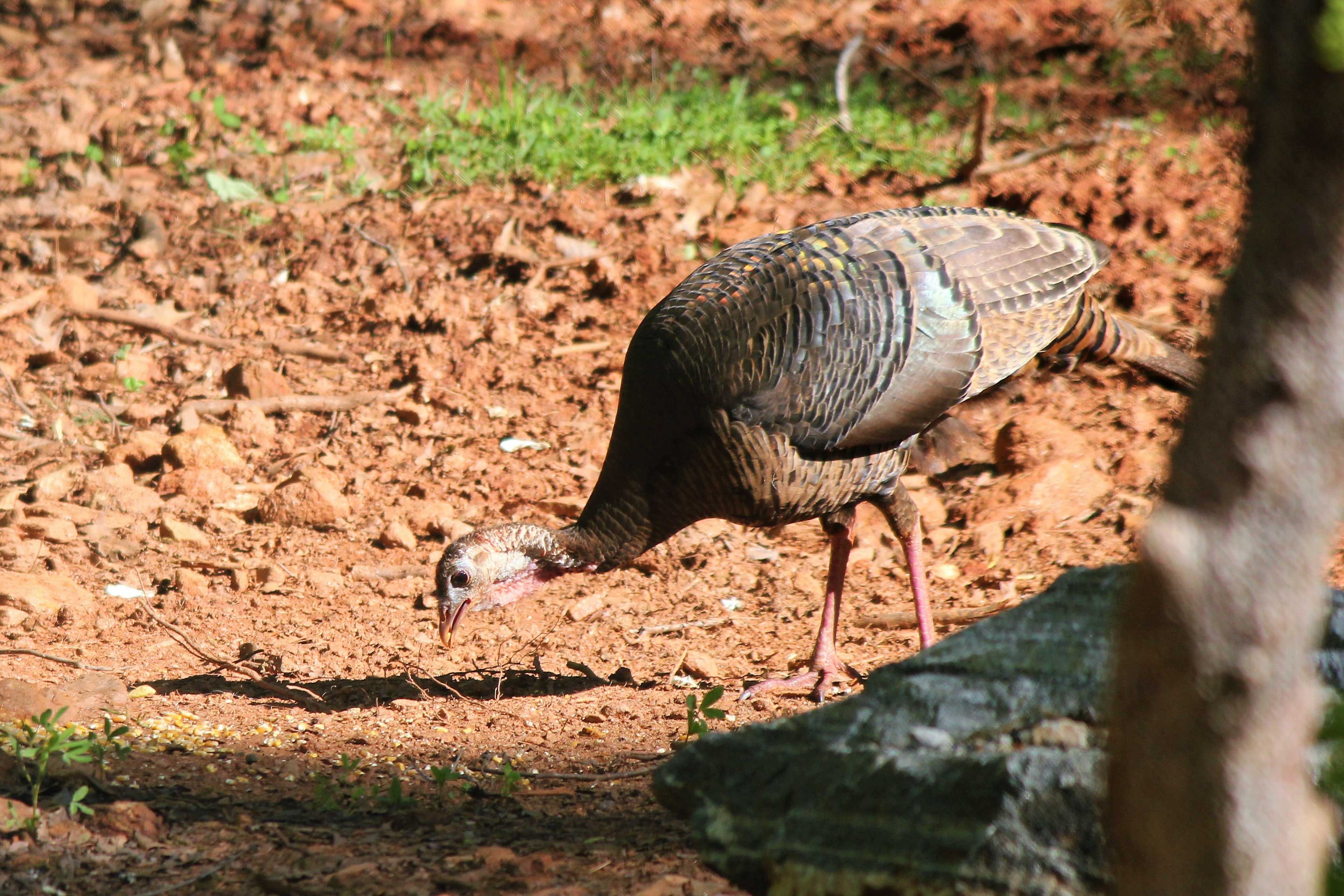 Local Wildlife
