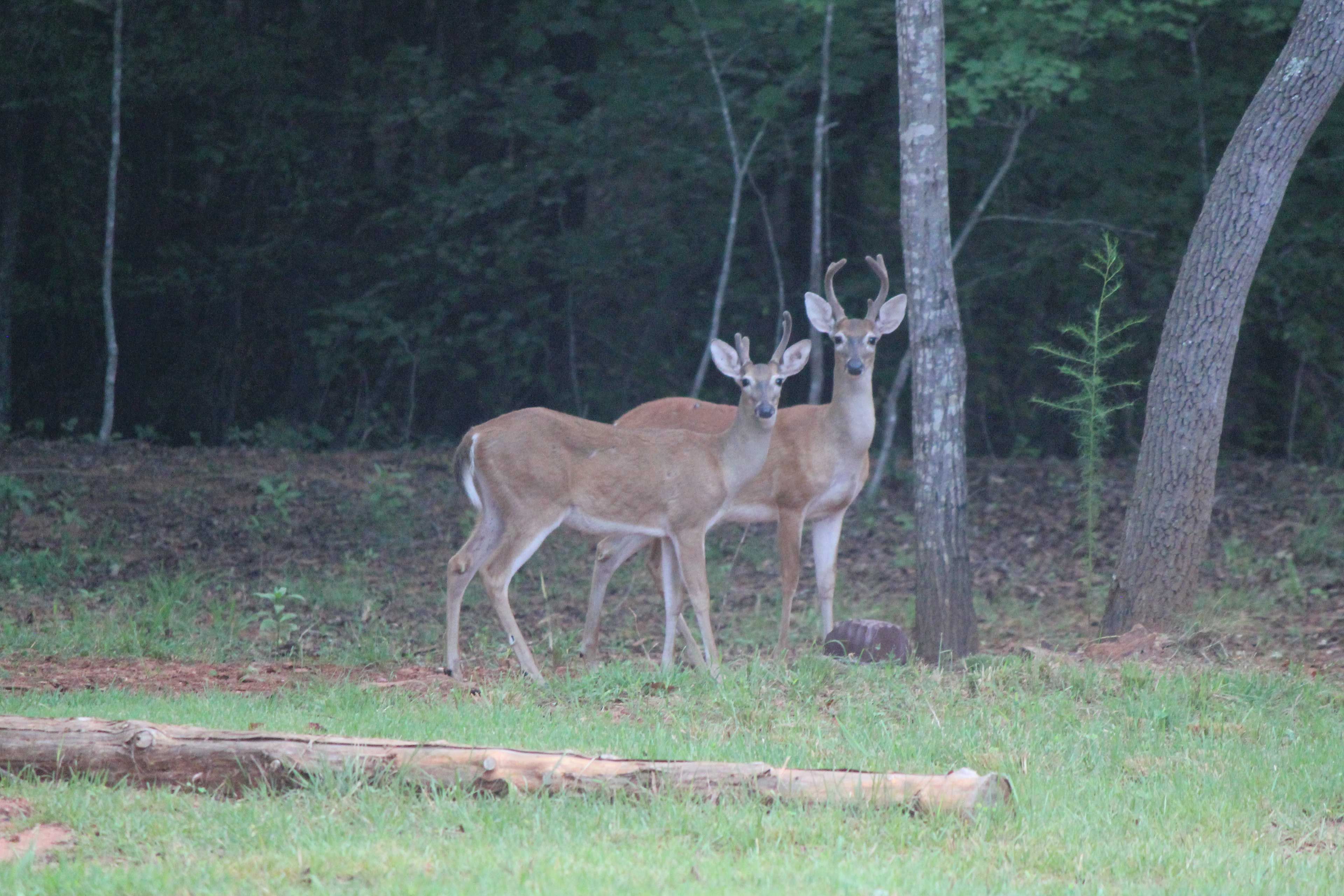 Local Wildlife