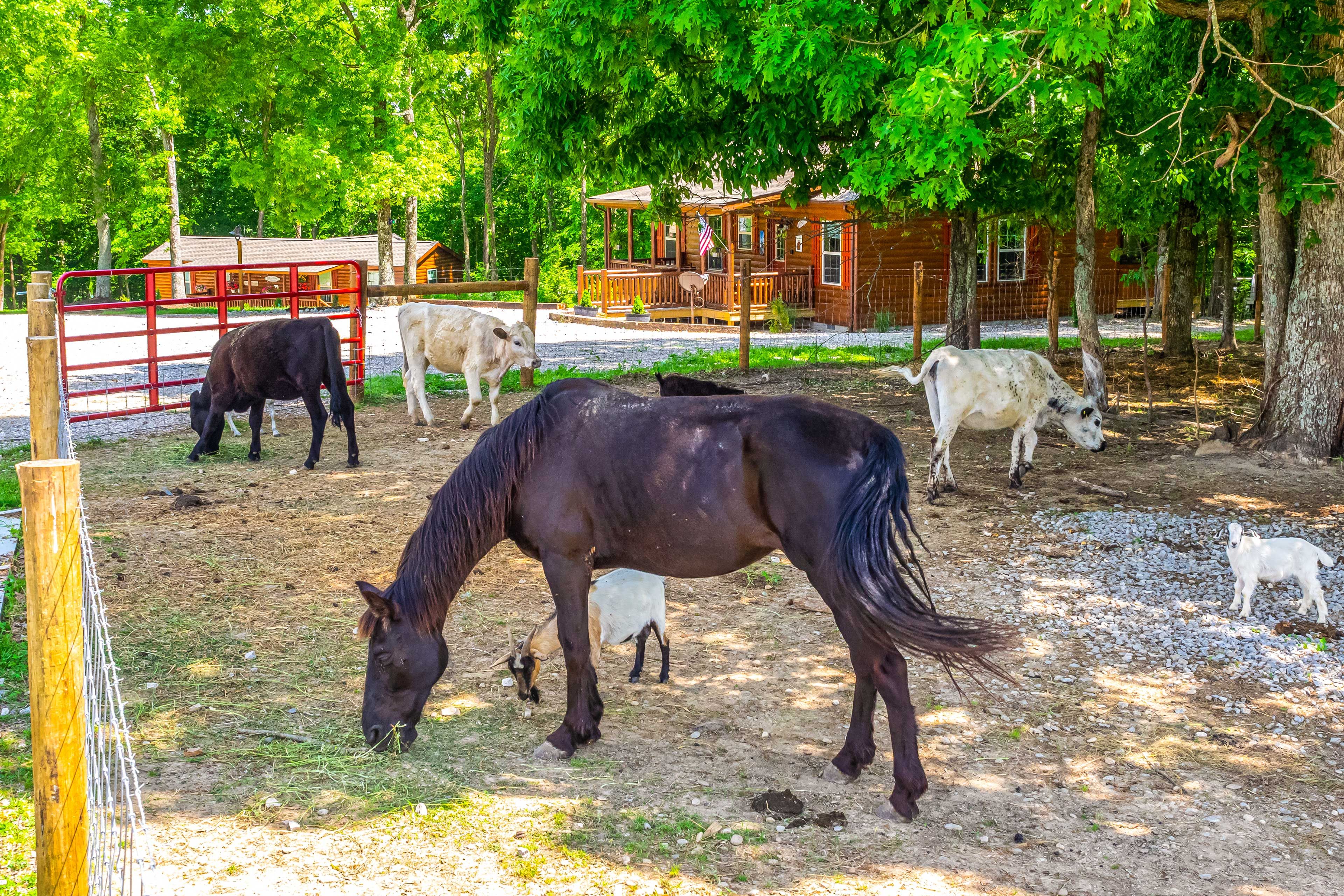 Farm Animals On-Site