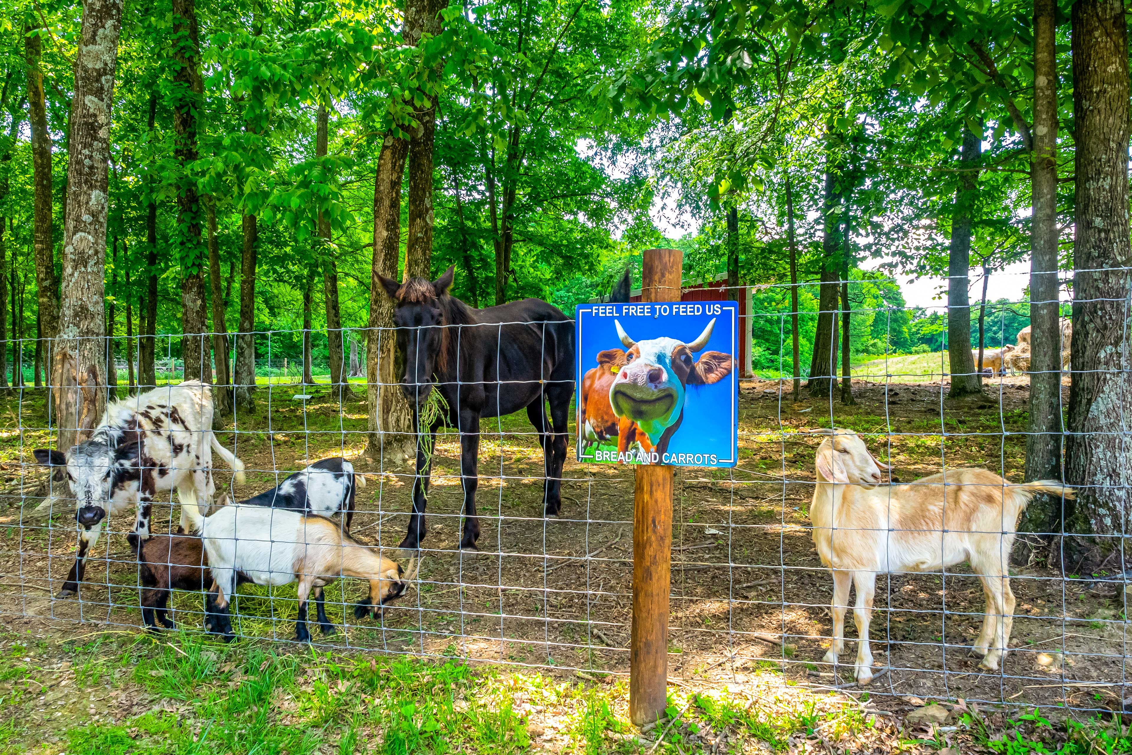 Farm Animals On-Site