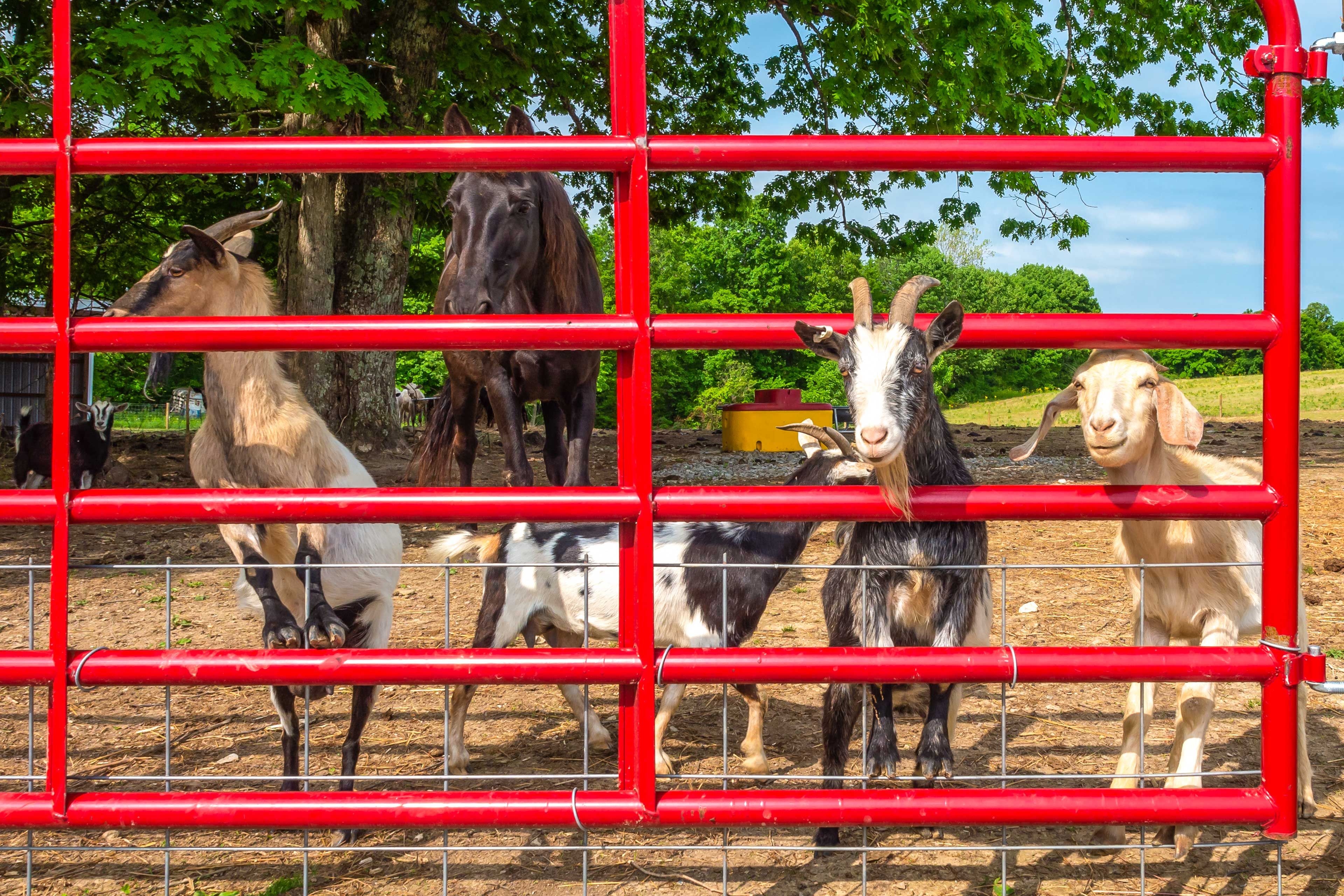 Farm Animals On-Site