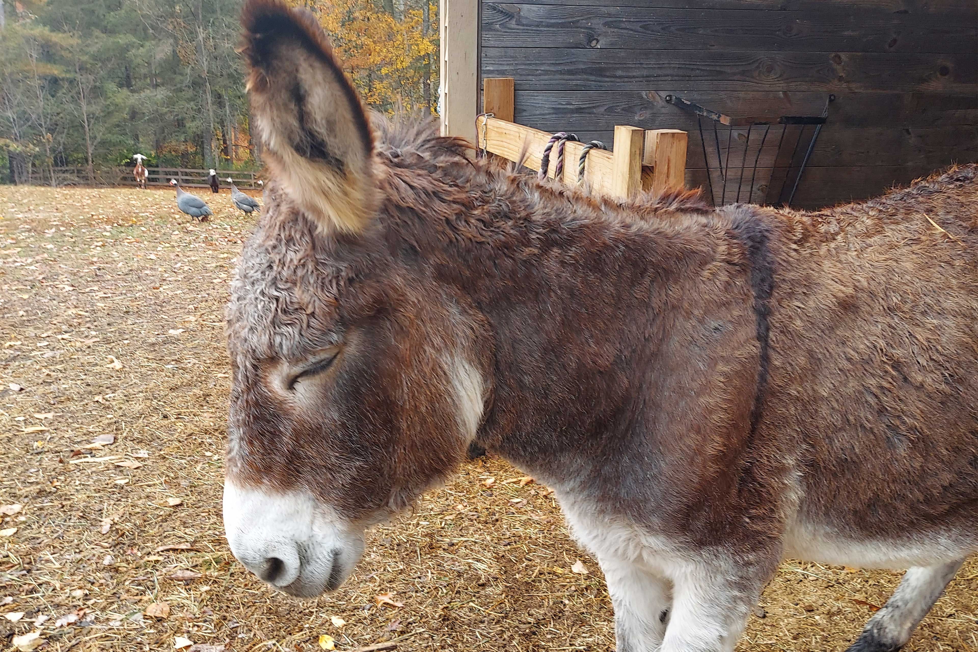 Fenced Pen | Barn Animals