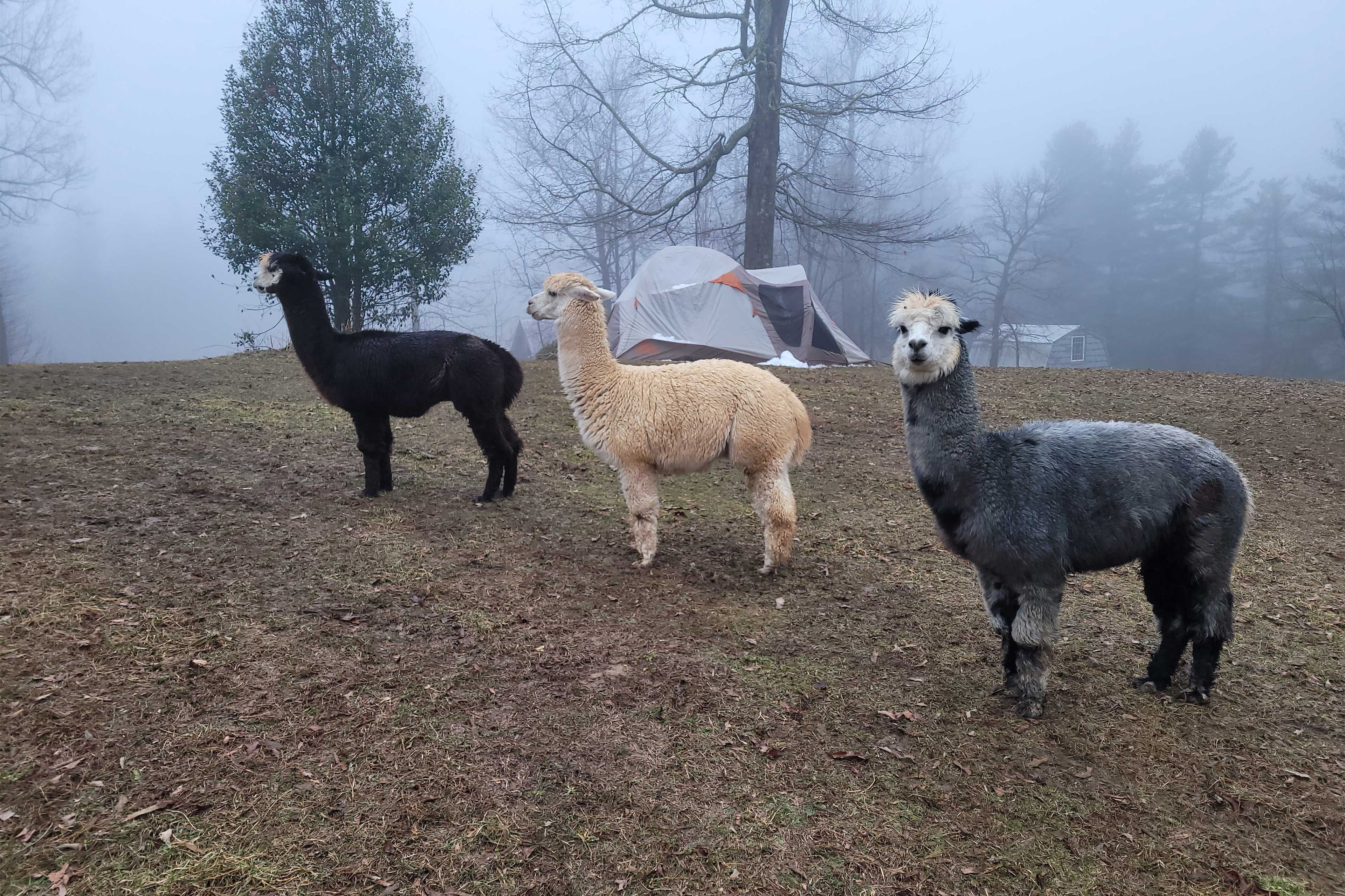Fenced Pen | Barn Animals