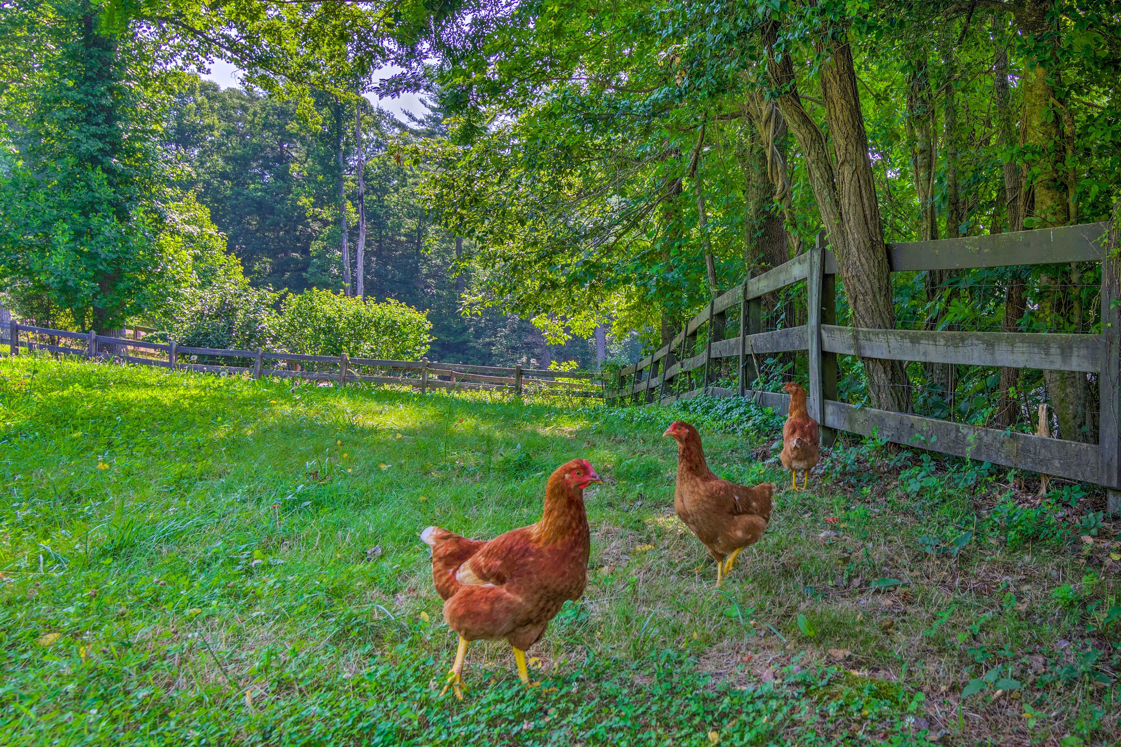 On-Site Chickens
