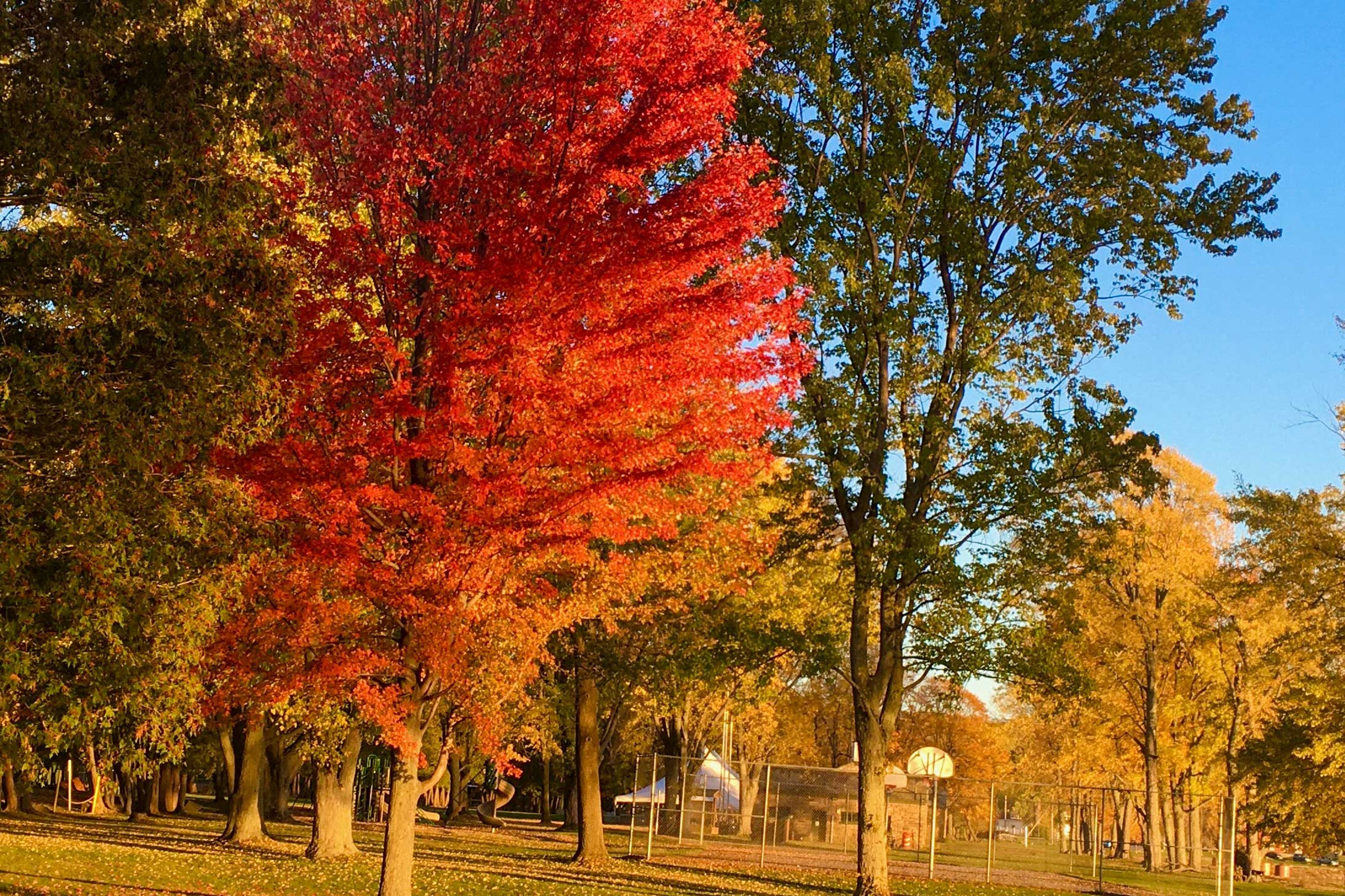 Fall Views