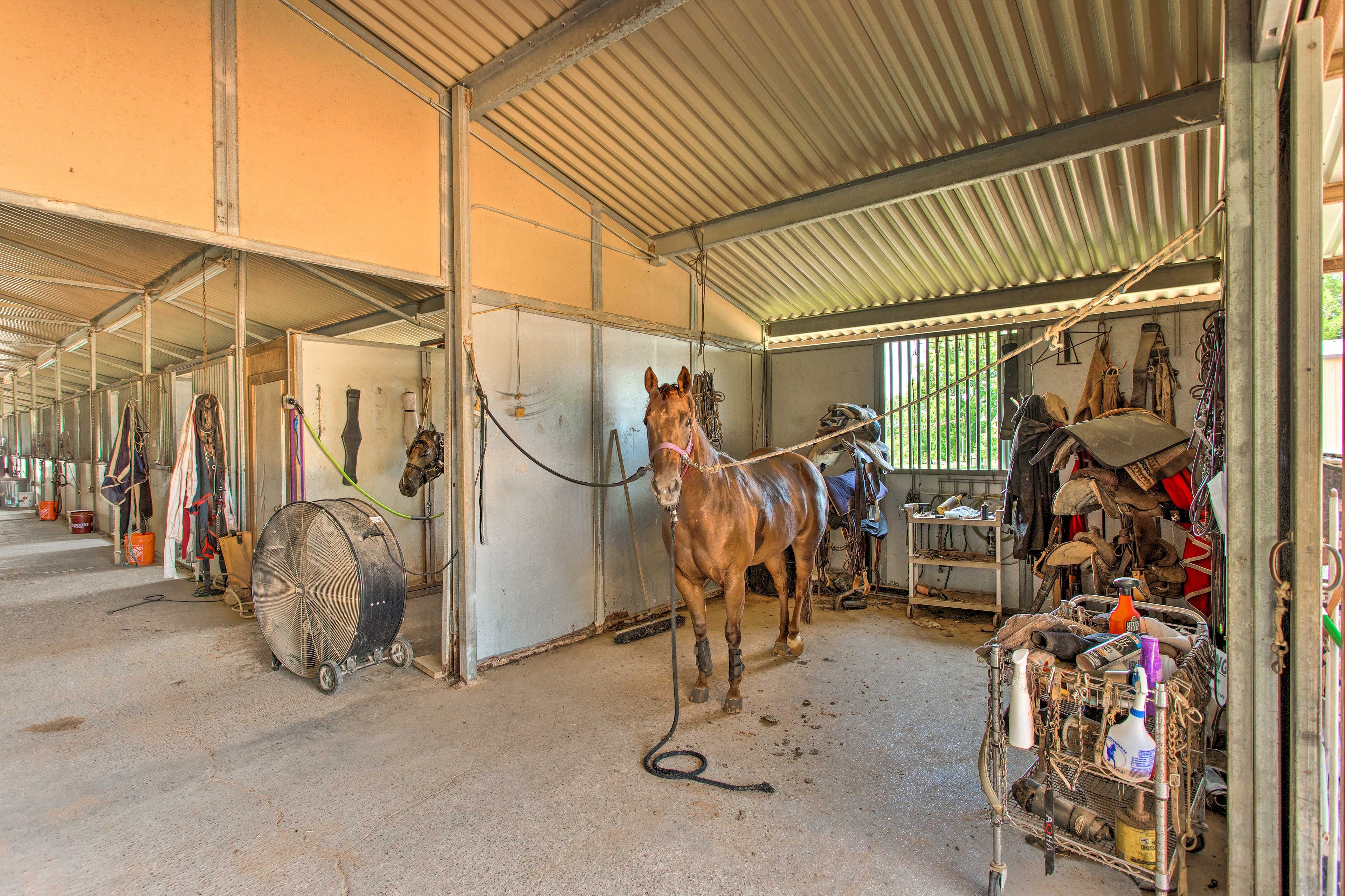 Horse/Cattle Ranch