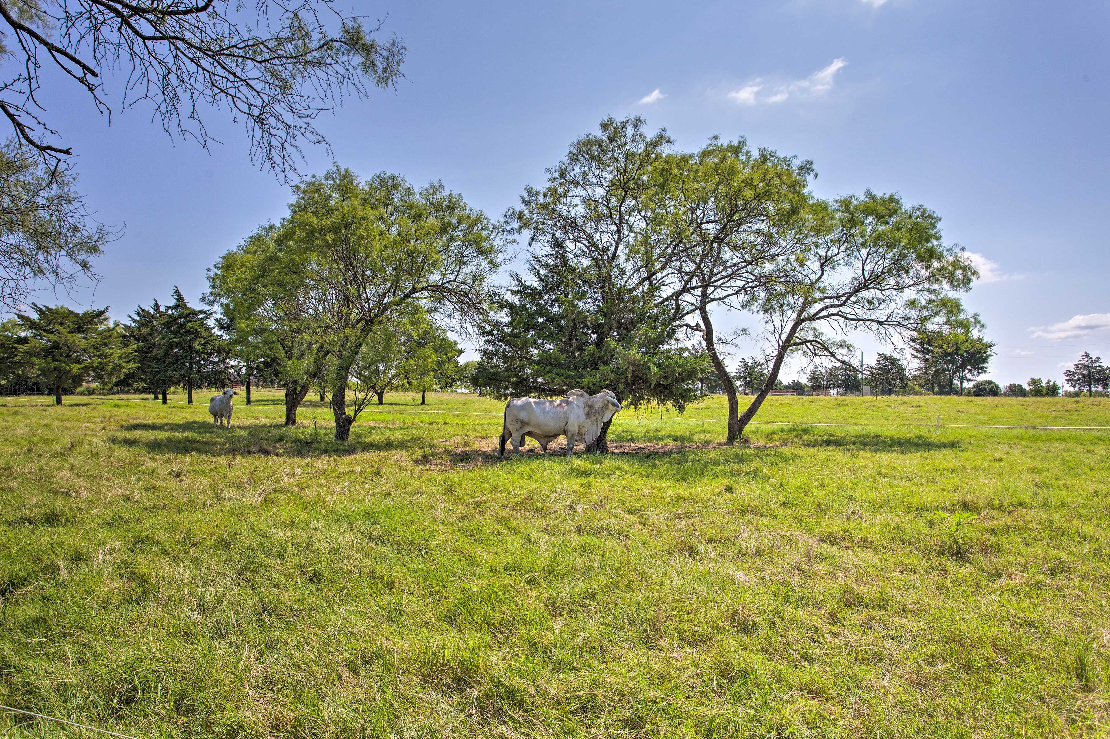 Horse/Cattle Ranch