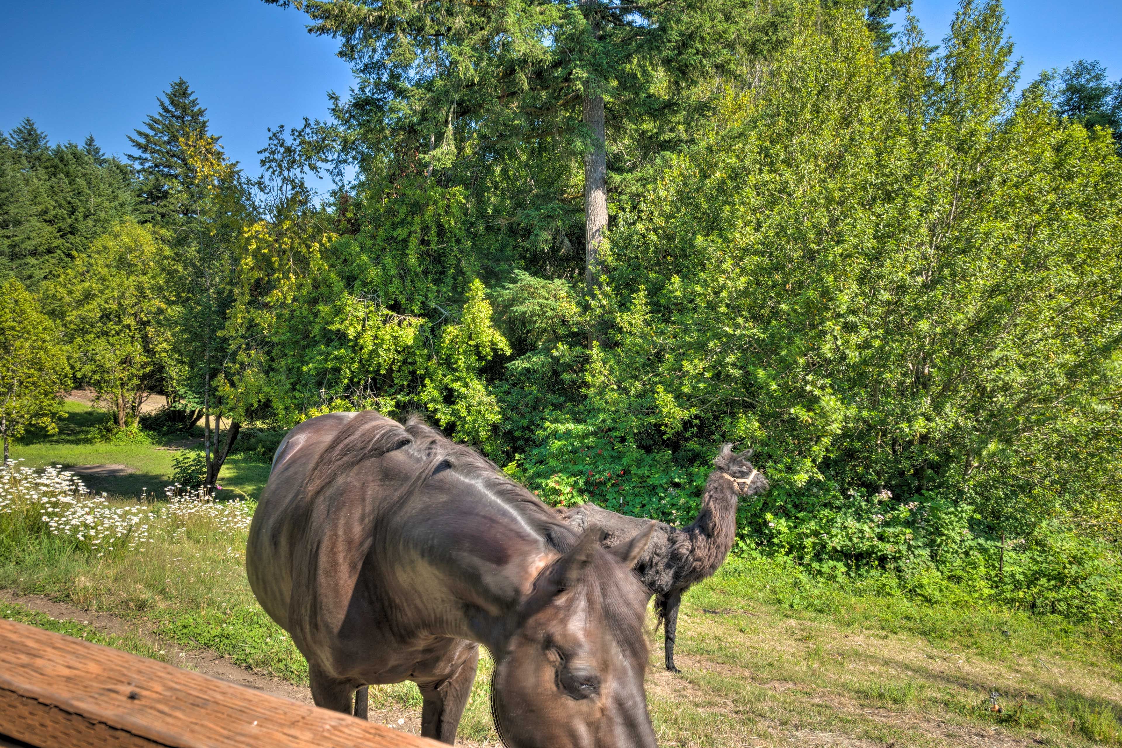 Farm Animals On-Site