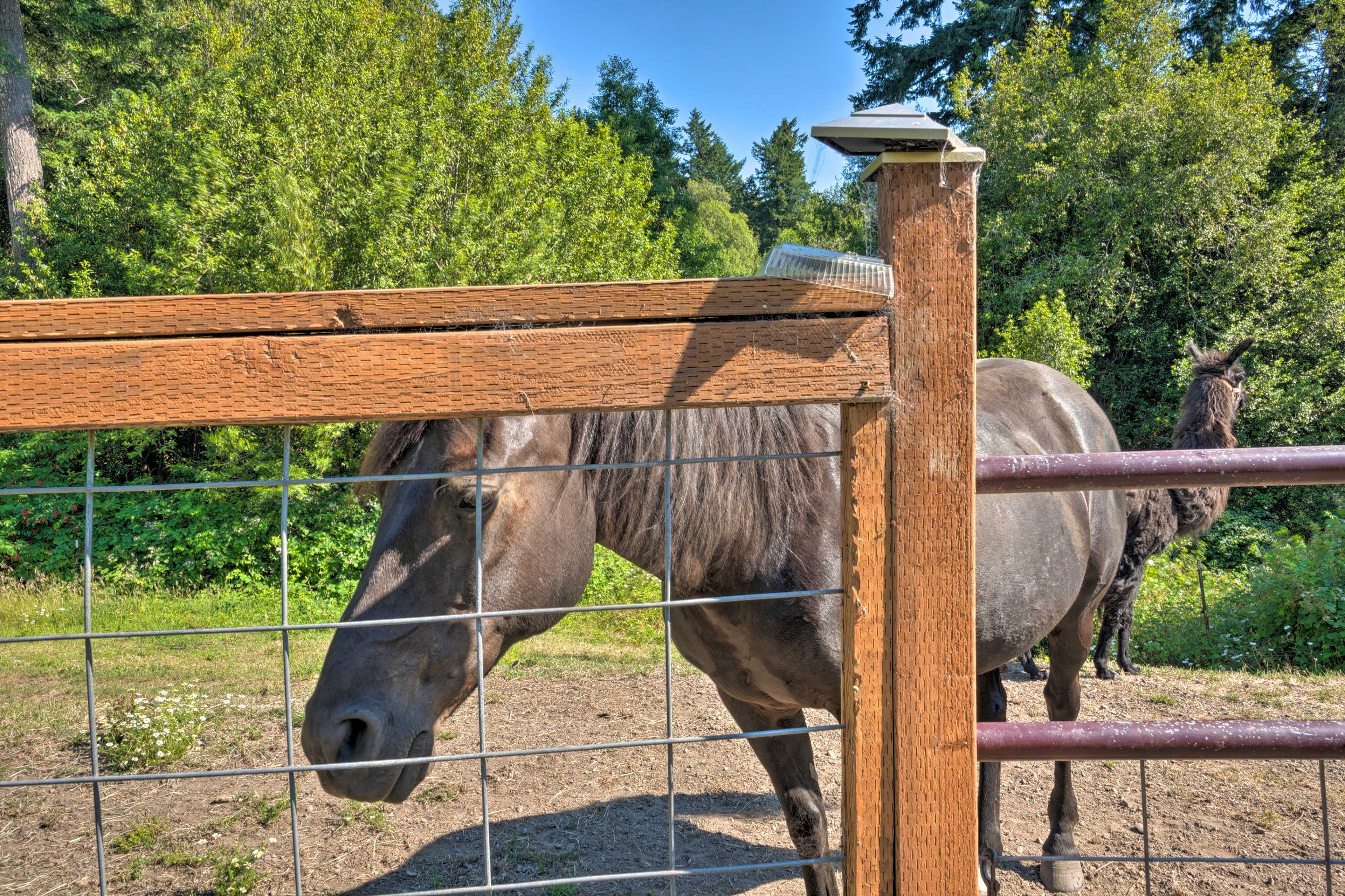 Farm Animals On-Site