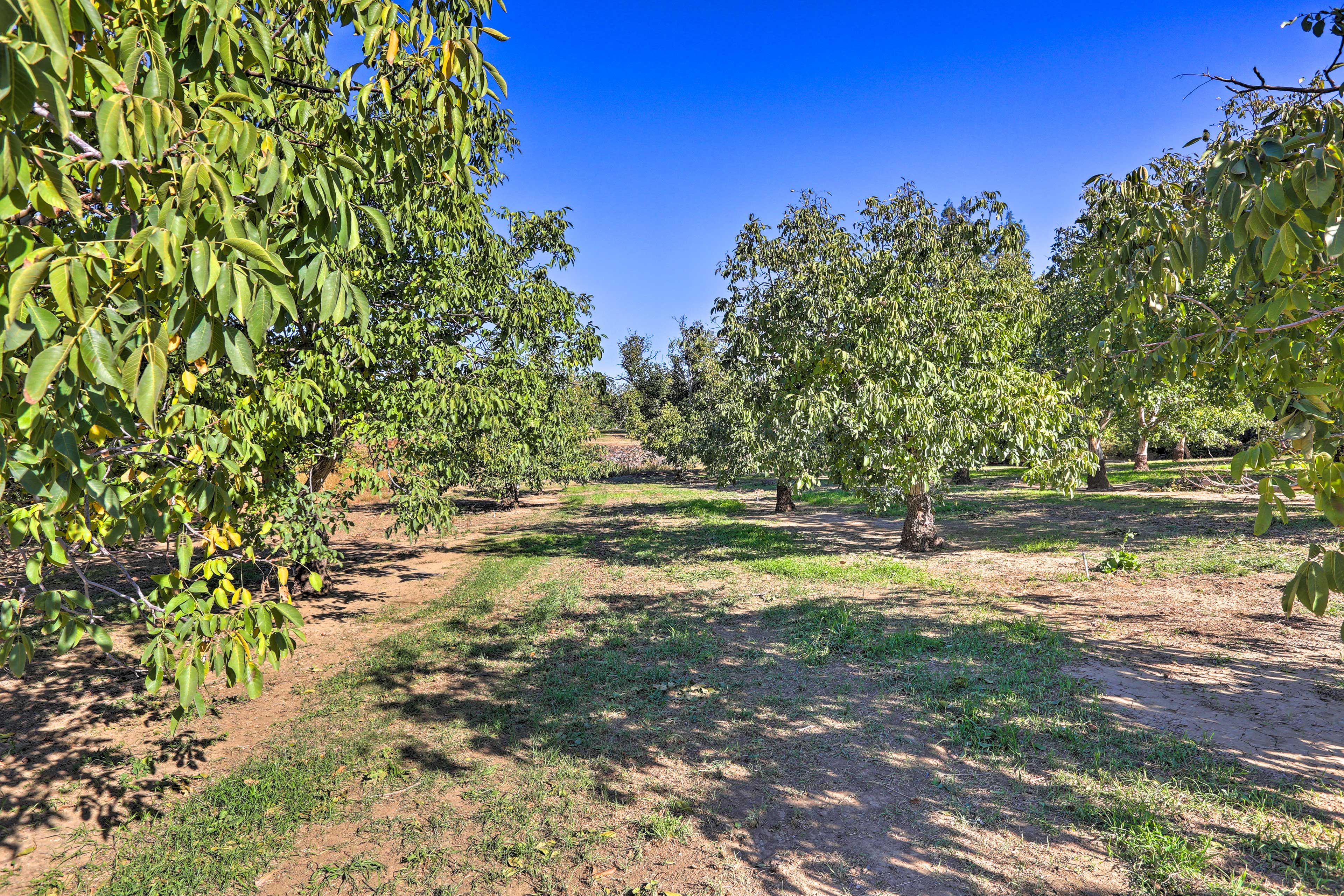 33-Acre Walnut Ranch