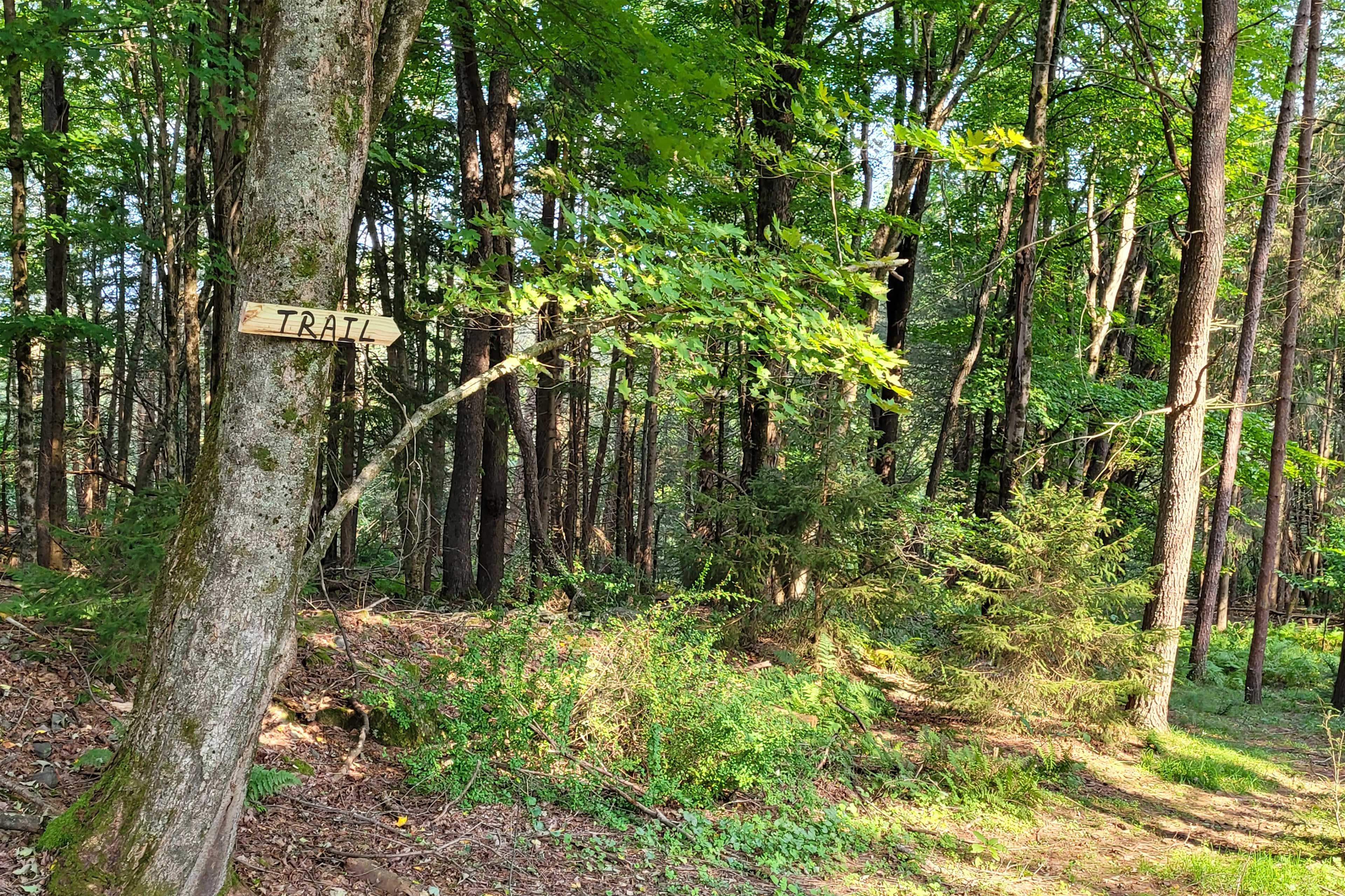 Trail to Creek