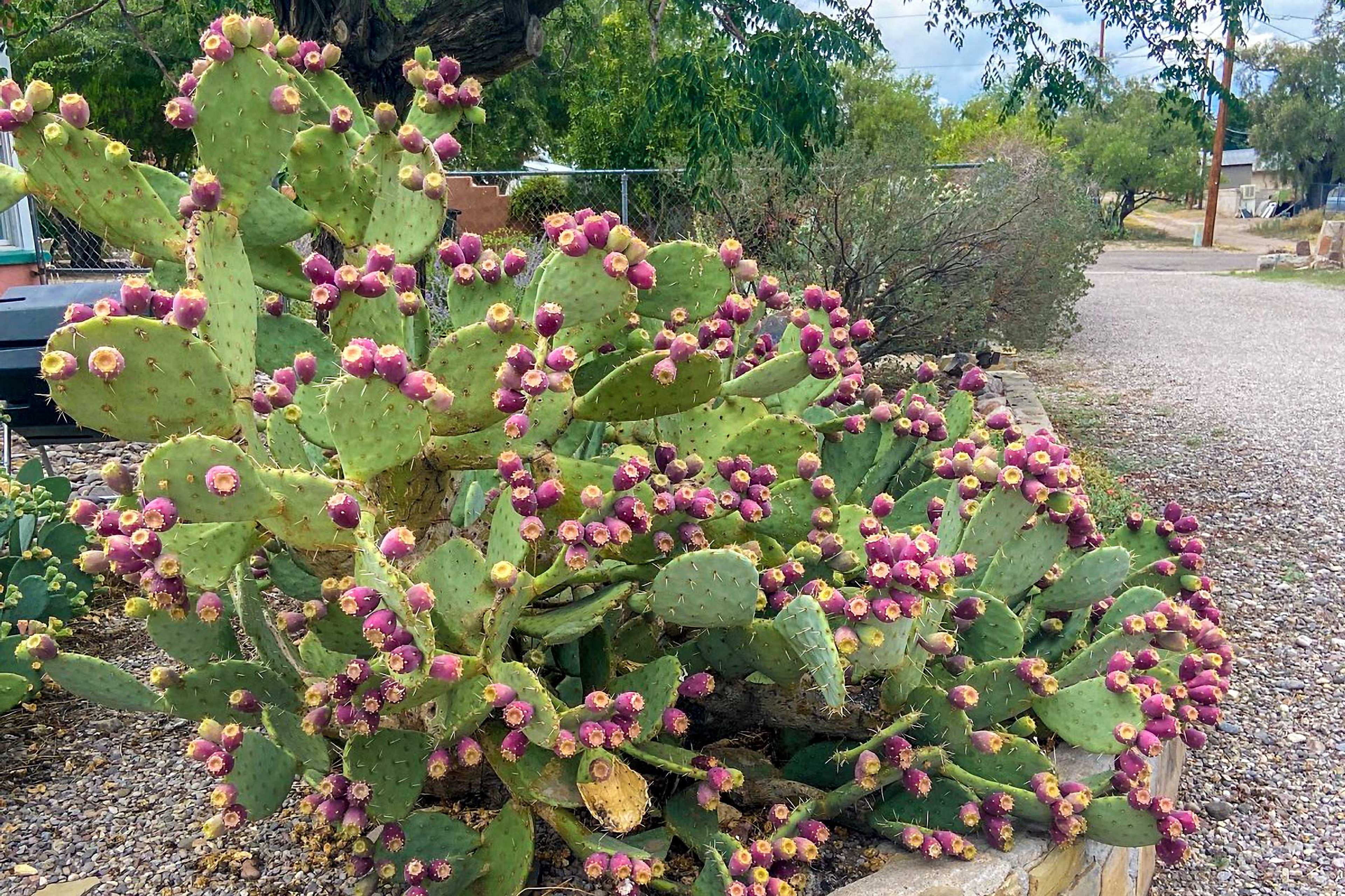 Cacti Garden