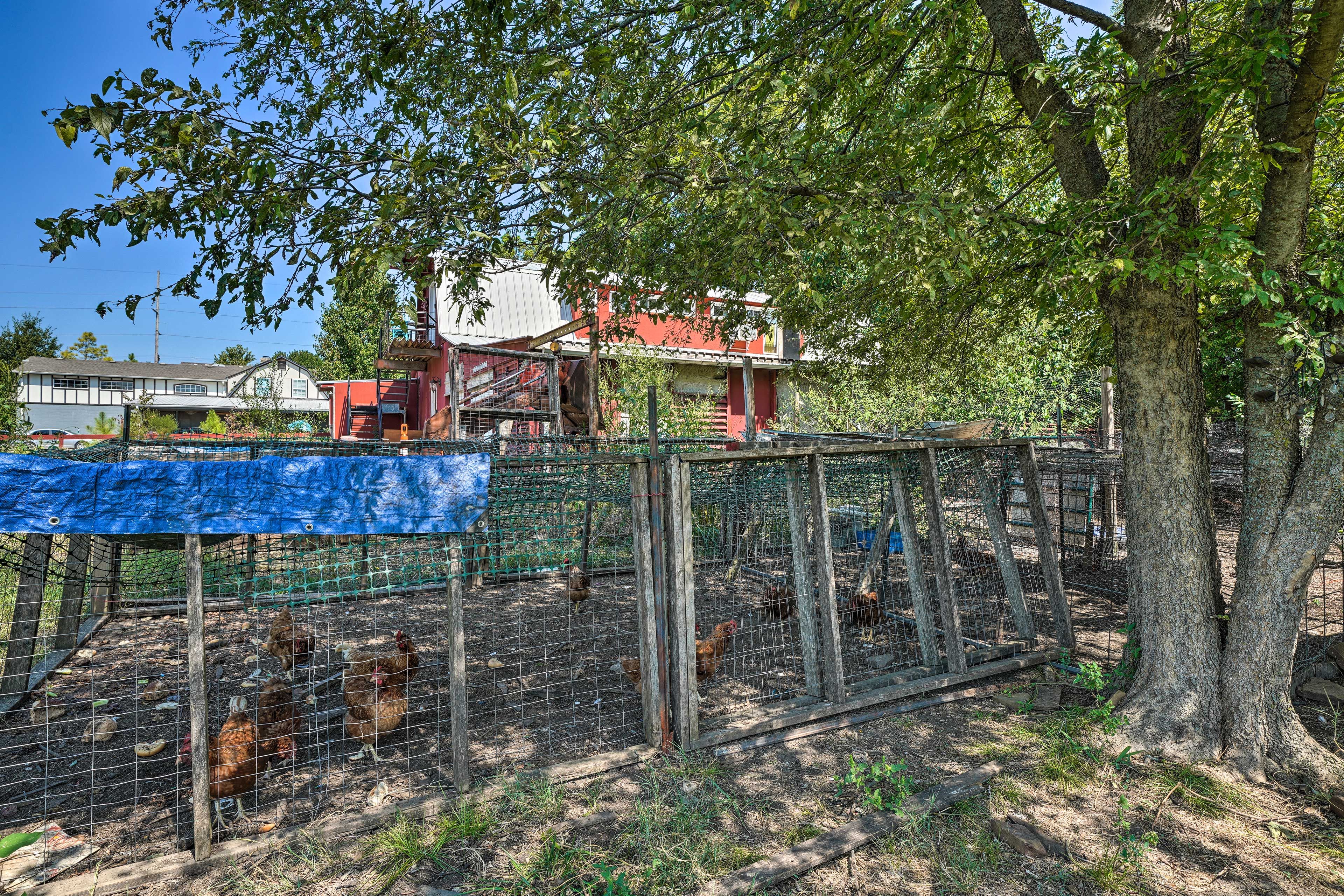 5-Acre Lot | Farm Animals On-Site