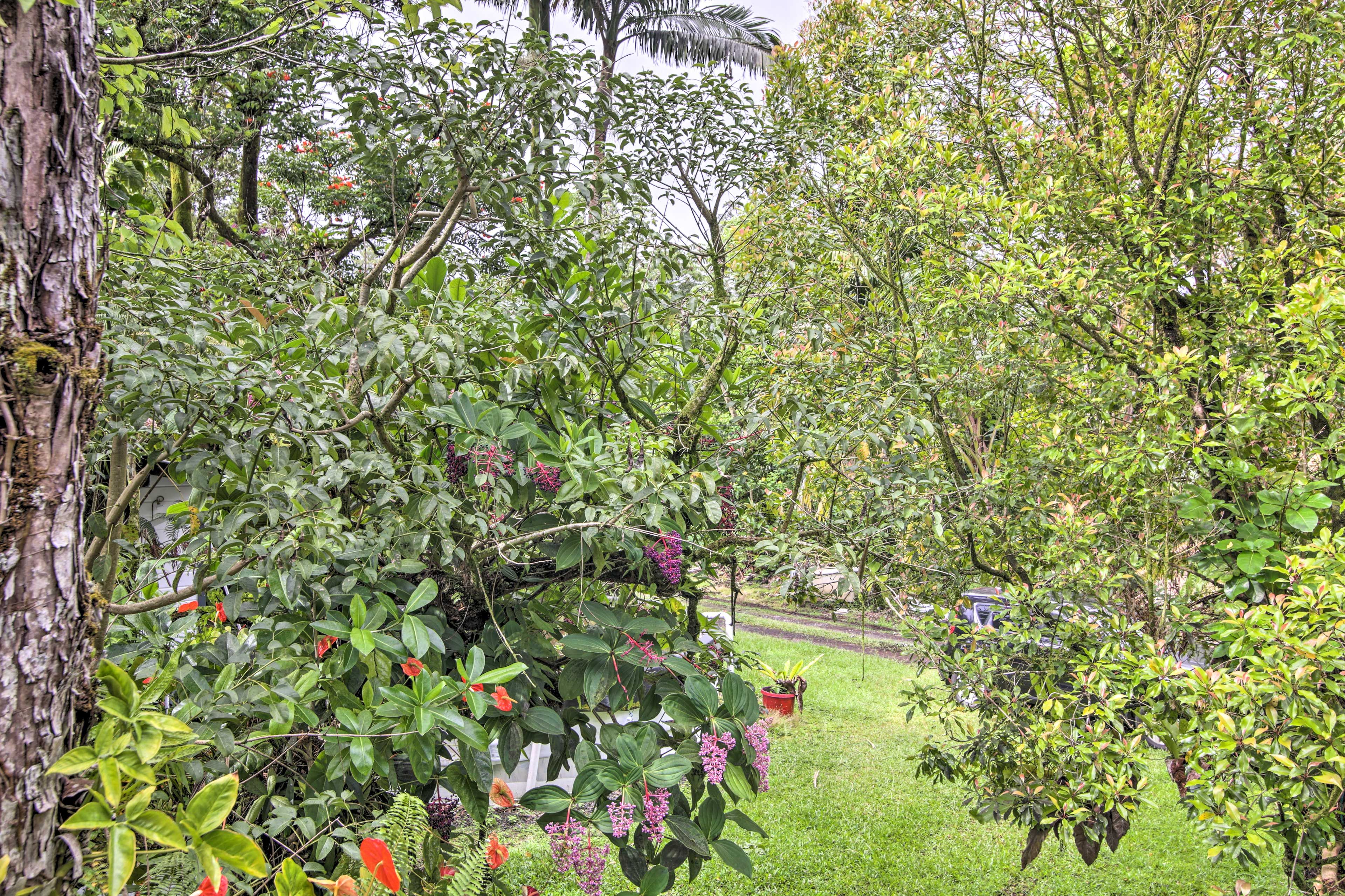 Natural Surroundings
