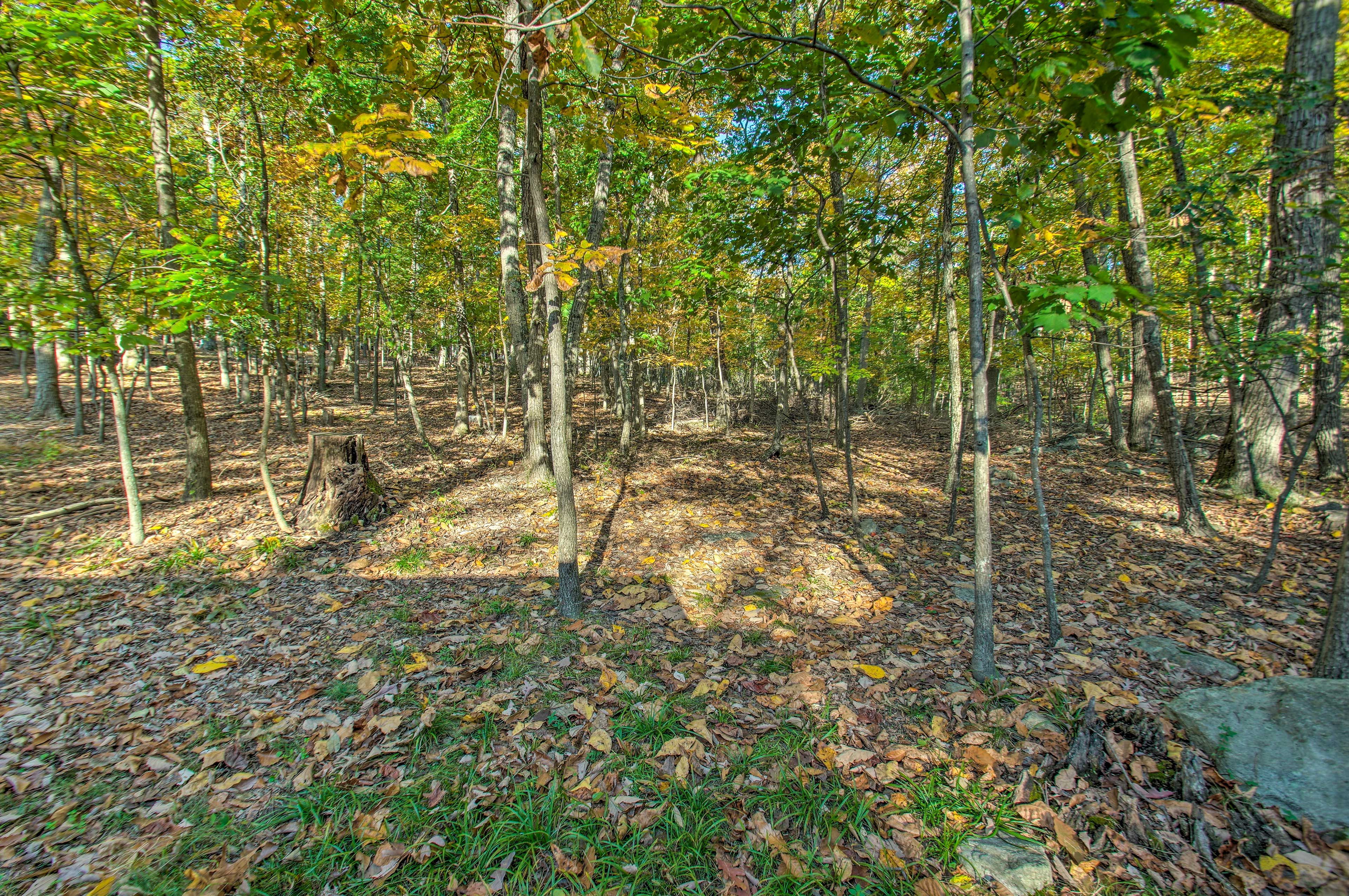 Wooded Views