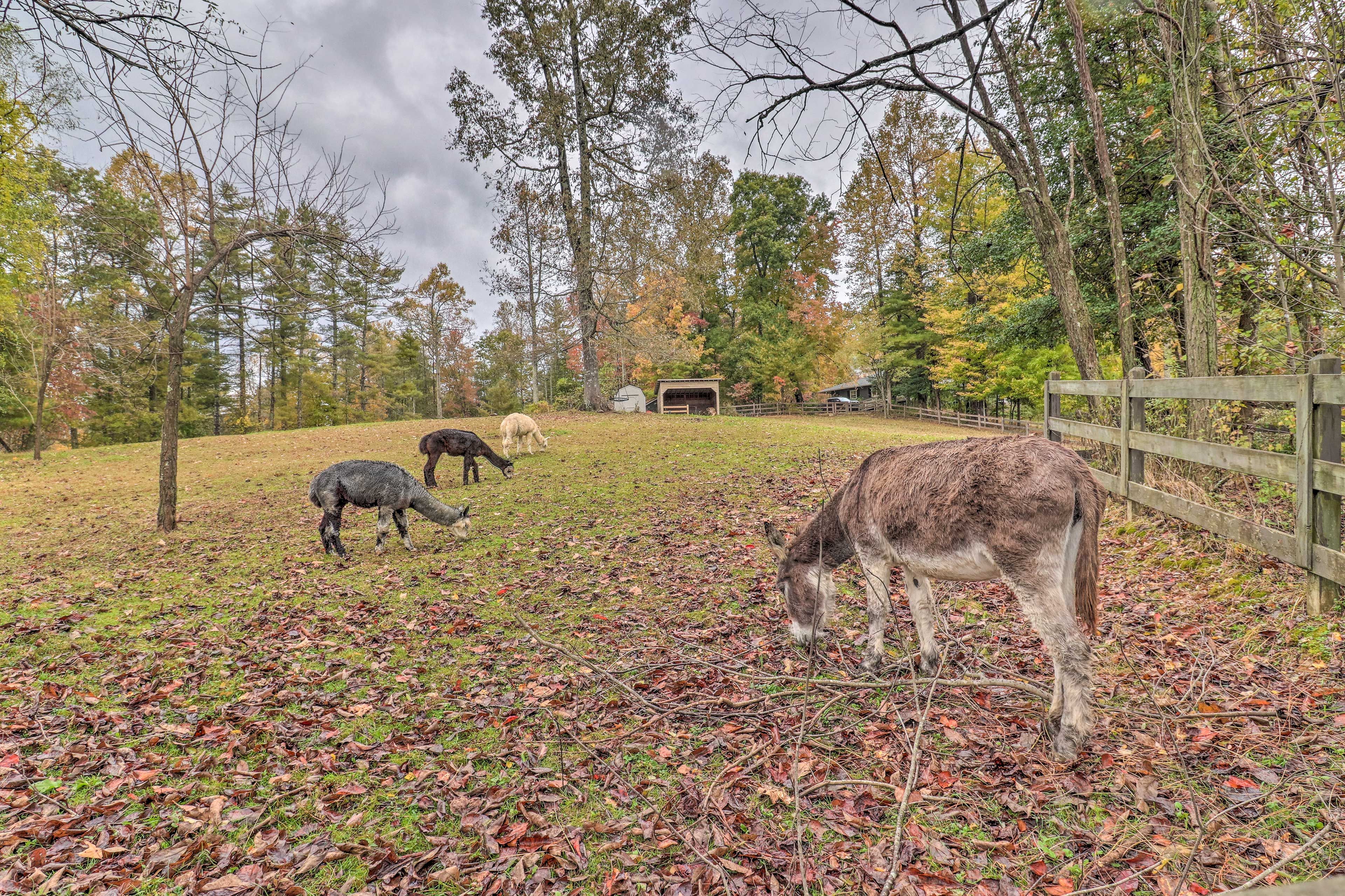 Animals On-Site