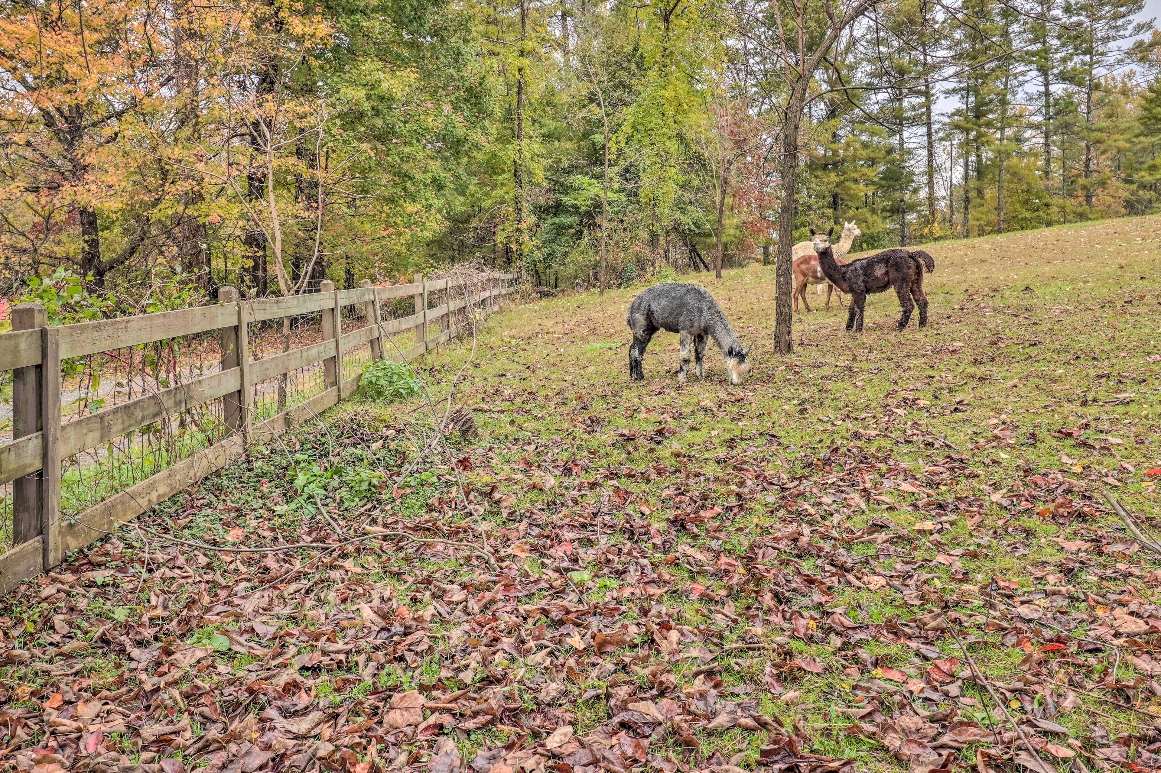 Animals On-Site