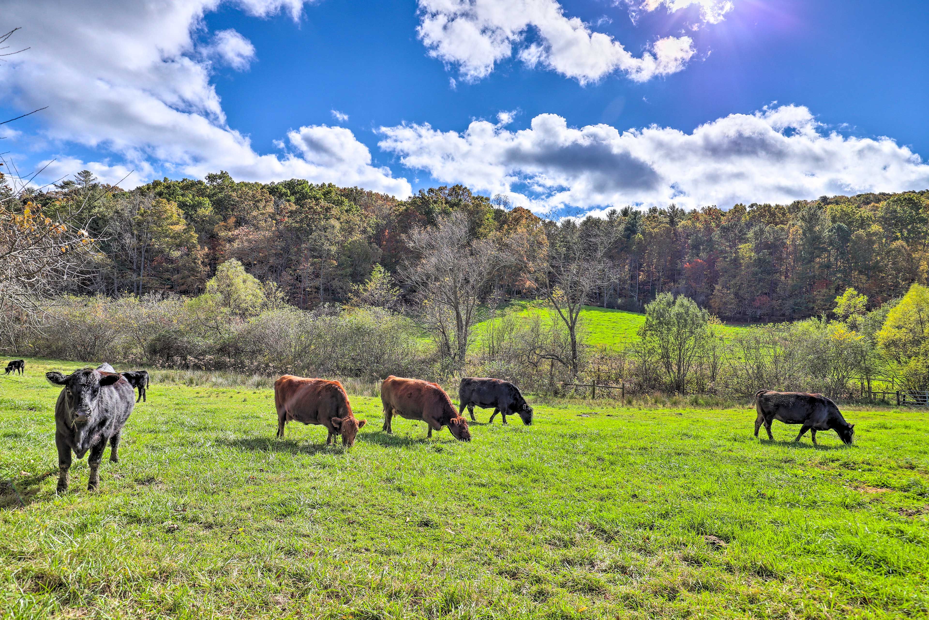 Pasture