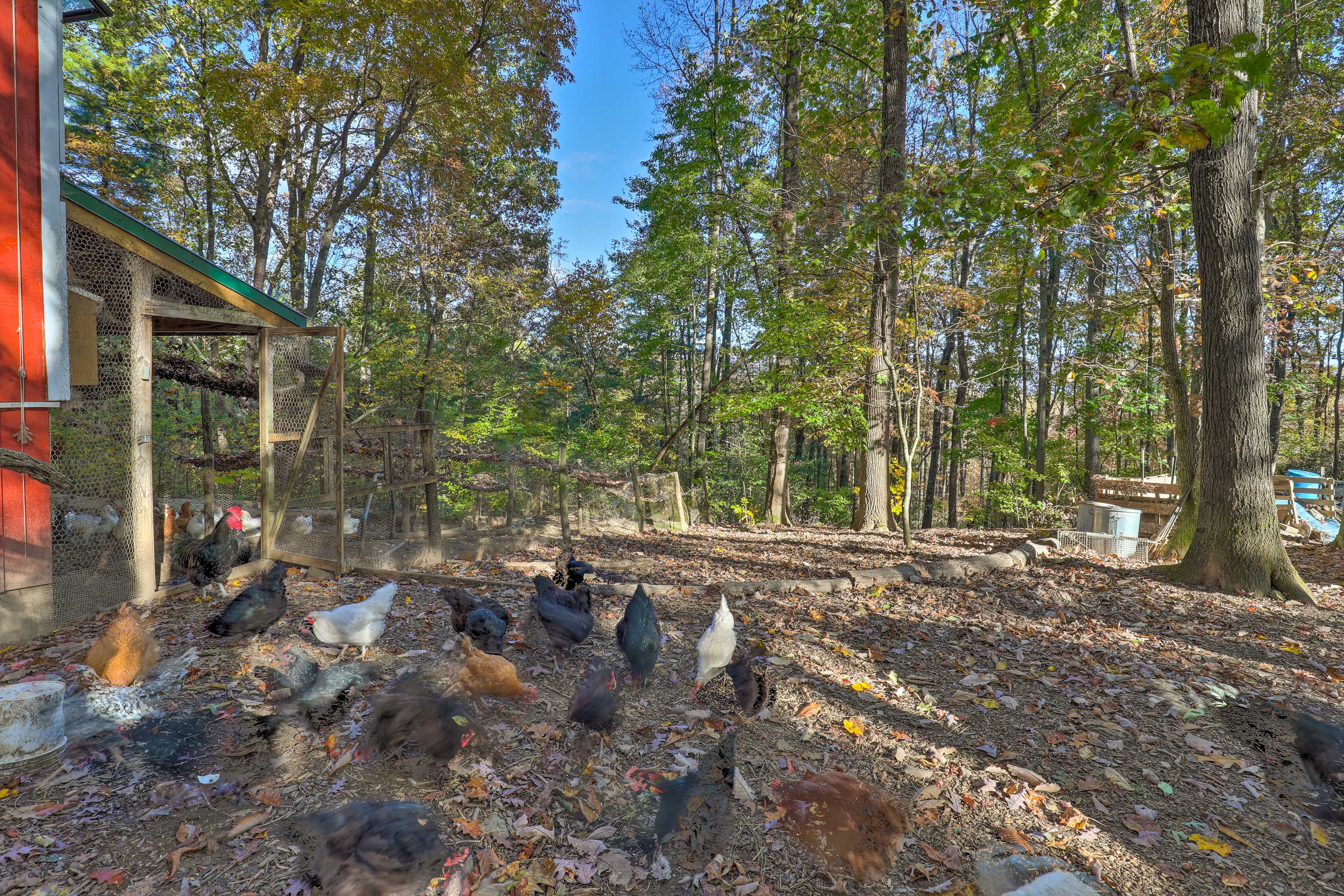 Community Chicken Coop